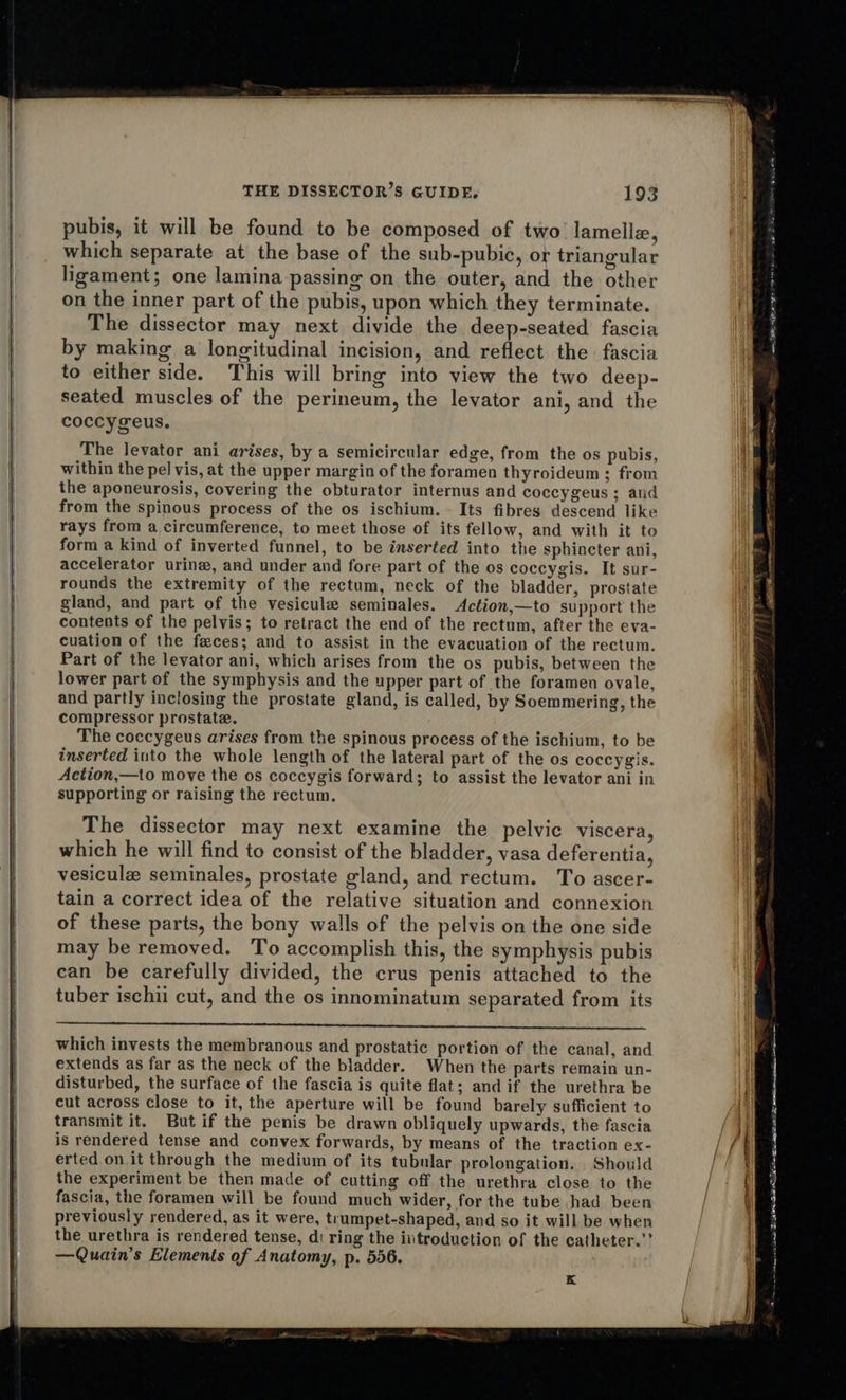   THE DISSECTOR’S GUIDE. 193 pubis, it will be found to be composed of two lamella, which separate at the base of the sub-pubic, or triangular ligament; one lamina passing on the outer, and the other on the inner part of the pubis, upon which they terminate. The dissector may next divide the deep-seated fascia by making a longitudinal incision, and reflect the fascia to either side. This will bring into view the two deep- seated muscles of the perineum, the levator ani, and the coccygeus. The levator ani arises, by a semicircular edge, from the os pubis, within the pel vis, at the upper margin of the foramen thyroideum ; from the aponeurosis, covering the obturator internus and coccygeus ; and from the spinous process of the os ischium. . Its fibres descend like rays from a circumference, to meet those of its fellow, and with it to form a kind of inverted funnel, to be inserted into the sphincter ani, accelerator urine, and under and fore part of the os coccygis. It sur- rounds the extremity of the rectum, neck of the bladder, prostate gland, and part of the vesicule seminales. Action,—to support the contents of the pelvis; to retract the end of the rectum, after the eva- cuation of the feces; and to assist in the evacuation of the rectum. Part of the levator ani, which arises from the os pubis, between the lower part of the symphysis and the upper part of the foramen ovale, and partly inclosing the prostate gland, is called, by Soemmering, the compressor prostate. The coccygeus arises from the spinous process of the ischium, to be inserted into the whole length of the lateral part of the os coccygis. Action,—to move the os coccygis forward; to assist the levator ani in supporting or raising the rectum. The dissector may next examine the pelvic viscera, which he will find to consist of the bladder, vasa deferentia, vesicule seminales, prostate gland, and rectum. To ascer- tain a correct idea of the relative situation and connexion of these parts, the bony walls of the pelvis on the one side may be removed. To accomplish this, the symphysis pubis ean be carefully divided, the crus penis attached to the tuber ischii cut, and the os innominatum separated from its  which invests the membranous and prostatic portion of the canal, and extends as far as the neck of the bladder. When the parts remain un- disturbed, the surface of the fascia is quite flat; and if the urethra be cut across close to it, the aperture will be found barely sufficient to transmit it. Butif the penis be drawn obliquely upwards, the fascia is rendered tense and convex forwards, by means of the traction ex- erted on.it through the medium of its tubular prolongation. Should the experiment be then made of cutting off the urethra close to the fascia, the foramen will be found much wider, for the tube had been previously rendered, as it were, trumpet-shaped, and so it will be when the urethra is rendered tense, di ring the ivtroduction of the catheter.’’ —Quain’s Elements of Anatomy, p. 556. K Tr a OT A                                   ora ema TE GRR Ss WOE agen ee arma     