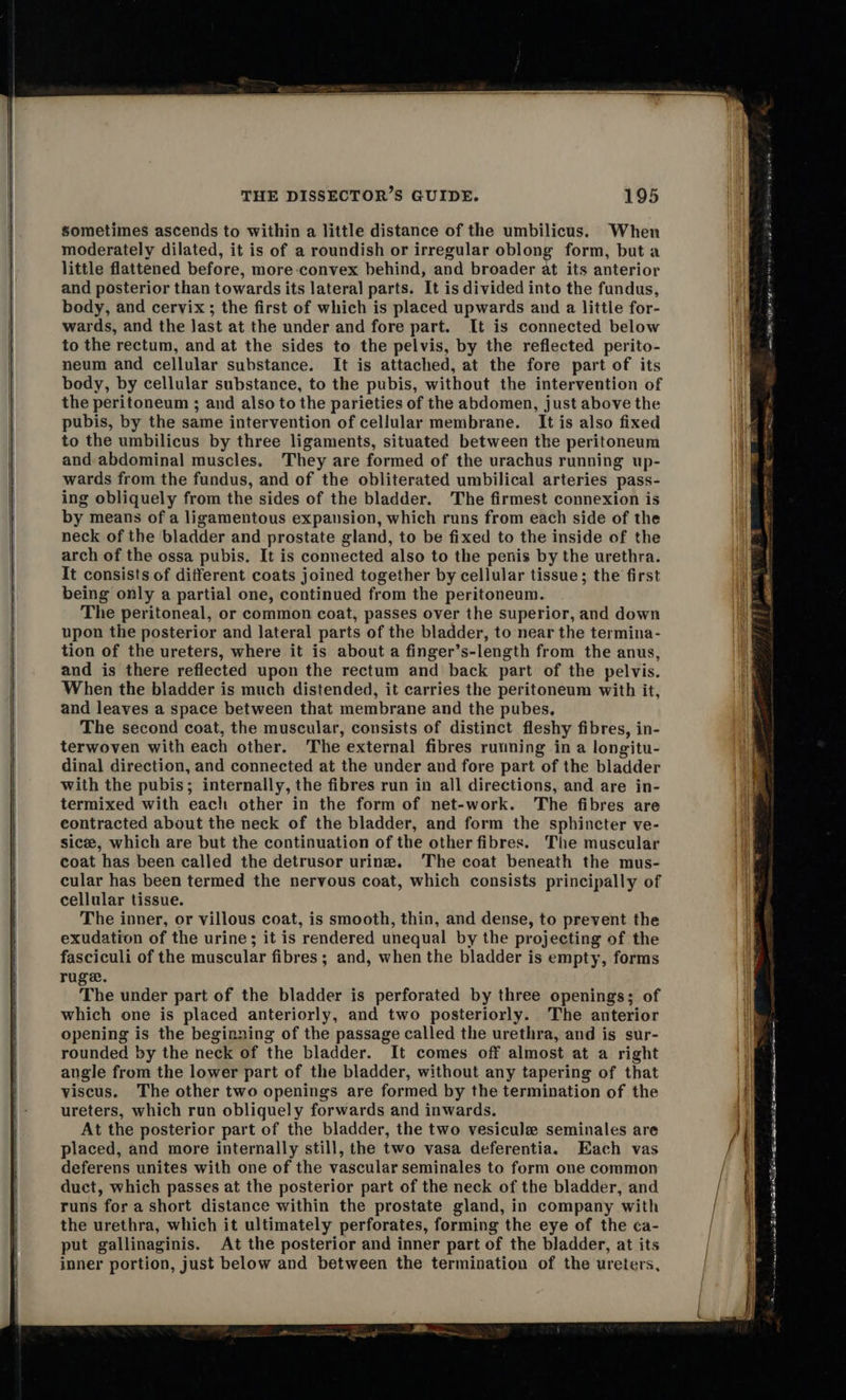     THE DISSECTOR’S GUIDE. 195 sometimes ascends to within a little distance of the umbilicus. When moderately dilated, it is of a roundish or irregular oblong form, but a little flattened before, more convex behind, and broader at its anterior and posterior than towards its lateral parts. It is divided into the fundus, body, and cervix; the first of which is placed upwards and a little for- wards, and the last at the under and fore part. It is connected below to the rectum, and at the sides to the pelvis, by the reflected perito- neum and cellular substance. It is attached, at the fore part of its body, by cellular substance, to the pubis, without the intervention of the peritoneum ; and also to the parieties of the abdomen, just above the pubis, by the same intervention of cellular membrane. It is also fixed to the umbilicus by three ligaments, situated between the peritoneum and abdominal muscles. They are formed of the urachus running up- wards from the fundus, and of the obliterated umbilical arteries pass- ing obliquely from the sides of the bladder. The firmest connexion is by means of a ligamentous expansion, which runs from each side of the neck of the bladder and prostate gland, to be fixed to the inside of the arch of the ossa pubis. It is connected also to the penis by the urethra. It consists of different coats joined together by cellular tissue; the first being only a partial one, continued from the peritoneum. The peritoneal, or common coat, passes over the superior, and down upon the posterior and lateral parts of the bladder, to near the termina- tion of the ureters, where it is about a finger’s-length from the anus, and is there reflected upon the rectum and back part of the pelvis. When the bladder is much distended, it carries the peritoneum with it, and leaves a space between that membrane and the pubes, The second coat, the muscular, consists of distinct fleshy fibres, in- terwoven with each other. The external fibres running in a longitu- dinal direction, and connected at the under and fore part of the bladder with the pubis; internally, the fibres run in all directions, and are in- termixed with each other in the form of net-work. The fibres are contracted about the neck of the bladder, and form the sphincter ve- sice, which are but the continuation of the other fibres. The muscular coat has been called the detrusor urine. The coat beneath the mus- cular has been termed the nervous coat, which consists principally of cellular tissue. The inner, or villous coat, is smooth, thin, and dense, to prevent the exudation of the urine; it is rendered unequal by the projecting of the fasciculi of the muscular fibres ; and, when the bladder is empty, forms ruge. The under part of the bladder is perforated by three openings; of which one is placed anteriorly, and two posteriorly. The anterior opening is the beginning of the passage called the urethra, and is sur- rounded by the neck of the bladder. It comes off almost at a right angle from the lower part of the bladder, without any tapering of that viscus. The other two openings are formed by the termination of the ureters, which run obliquely forwards and inwards. At the posterior part of the bladder, the two vesicule seminales are placed, and more internally still, the two vasa deferentia. Each vas deferens unites with one of the vascular seminales to form one common duct, which passes at the posterior part of the neck of the bladder, and runs for a short distance within the prostate gland, in company with the urethra, which it ultimately perforates, forming the eye of the ca- put gallinaginis. At the posterior and inner part of the bladder, at its inner portion, just below and between the termination of the ureters,                                                te nas ca BE SOU A EES cs aa arm