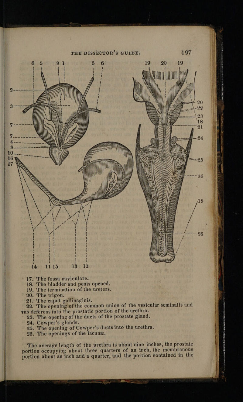 oor oe ao \e9 CY, es a so 1 WHTT/) | y \ Uf l] i} ti | Y, : ' ; | H : 3 aseardap saa Nyy, hi S)      5 oSeaeman os SE ae Se — is “aa g 5 3 St = Shey Ae A A = = F = ge 487 x ee CK : 7 - [Basse -\7 Japa DO — SSS SS y SIS < = SSS * NS SS NS = a . ~ SAX ‘ MO OOOO Sy = MEO MNWT : : a areal > S      RY | ae Ah 74 i HY i aes i } WA Ii 1 ‘ : 4 } 1 b ay | H op aa haste 1 rt ! t gant daraprel sof 14 1115 13% 12 17. The fossa naviculare. 18. The bladder and penis opened. 19. The termination of the ureters. 20. The trigon. 21. 'The caput gallinaginis. 22. The opening of the common union of the vesicular seminalis and yas deferens into the prostatic portion of the urethra. 23. The opening of the ducts of the prostate gland. 24, Cowper’s glands. 25. The opening of Cowper’s ducts into the urethra. 26. The openings of the lacune. The average length of the urethra is about nine inches, the prostate portion occupying about three quarters of an inch, the membranous portion about an inch and a quarter, and the portion contained in the                       8 OE sca SORE rm i aoa Be sistem ESR