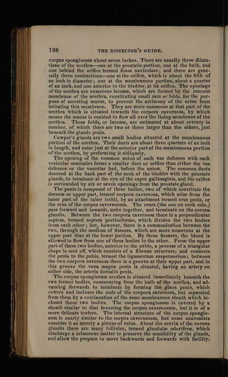   198 THE DISSECTOR’S GUIDE. corpus spongiosum about seven inches. There are usually three dilata- tions of the urethra—one at the prostatic portion, one at the bulb, and one behind the orifice termed fossa naviculare; and there are gene- rally three contractions—one at the orifice, which is about the fifth of an inch in diameter; one at the membranous portion, about a quarter of an inch, and one anterior to the bladder, at its orifice. The openings of the urethra are numerous lacune, which are formed by the mucous membrane of the urethra, constituting small sacs or folds, for the pur- pose of secreting mucus, to prevent the acrimony of the urine from irritating this membrane. ‘They are more numerous at that part of the urethra which is situated towards the corpora cavernosa, by which means the mucus is enabled to flow all over the lining membrane of the urethra. These folds, or lacune, are estimated at about seventy in number, of which there are two or three larger than the others, just beneath the glands penis. Cowper’s glands are two small bodies situated at the membranous portion of the urethra. Their ducts are about three quarters of an inch in length, and enter just at the anterior part of the membranous portion of the urethra, by perforating it obliquely. The opening of the common unicn of each vas deferens with each vesicular seminales forms a smaller duct or orifice than either the vas deferens or the vascular had, before the union. The common ducts descend at the back part of the neck of the bladder with the prostate glands, to terminate at the eye of the caput gallinaginis, and the orifice is surrounded by six or seven openings from the prostate gland. The penis is composed of three bodies, two of which constitute the dorsum or upper part, termed corpora cavernosa, which arise from the inner part of the tuber ischii, by an attachment termed crus penis, or the crus of the corpus cavernosum. ‘I'he crura (the one on each side, ) pass forward and inwards, unite together, and terminate on the corona glandis. Between the, two corpora cavernosa there is a perpendicular septem, termed septem pectineforme, which divides the two bodies from each other; but, however, there is a communication between the two, through the medium of fissures, which are more numerous at the upper part than at the lower portion. By these fissures, the blood is allowed to flow from one of these bodies to the other. From the upper part of these two bodies, anterior to the pubis, a process of a triangular shape is sent off, which consists of a fibrous structure, and connects the penis to the pubis, termed the ligamentum suspensorium; between the two corpora cavernosa there is a groove at their upper part, and in this groove the vena magna penis is situated, having an artery on either side, the arteria dorsalis penis. The corpus spongiosum urethra is situated immediately beneath the two former bodies, commencing from the bulb of the urethra, and ad- vancing ferwards to terminate by forming the glans penis, which covers and incloses the ends of the corpora cavernosa, but separated from them by a continuation of the same membranous sheath which in- closed those two bodies. The corpus spongiosum is covered by a sheath similar to that investing the corpus cavernosum, but it is of a more delicate texture. The internal structure of the corpus spongio- sum is nearly similar to the corpus cavernosum, but some anatomists consider it as merely a plexus of veins. About the cervix of the corona glandis there are many follicles, termed glandule odorifere, which discharge a sebaceous matter to preserve the sensibility of the glands, and allow the prepuce to move backwards and forwards with facility. 
