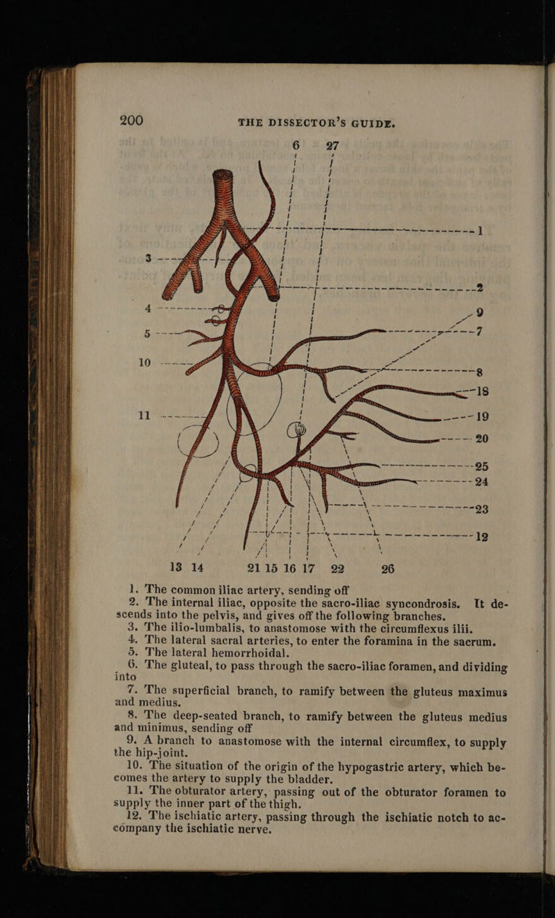  27 yy - cS sae (3 (a z I Sx BS gy i . Bt hme: fs <) Osram 7 < ? oy Tits y, sso DU, 6 > » i 4 d Stim, &amp; BY Ae mo thee 1 f f J ! ! | | ! n - th ¢ 7 1 CUTa | <= ge gf 1 1 ee ee f 13 14 2115 16 17 22 26 1. The common iliac artery, sending off 2. The internal iliac, opposite the sacro-iliac syncondrosis. It de- scends into the pelvis, and gives off the following branches. 3. The ilio-lumbalis, to anastomose with the circumflexus ilii. 4. The lateral sacral arteries, to enter the foramina in the sacrum, 5. The lateral hemorrhoidal. 6. The gluteal, to pass through the sacro-iliac foramen, and dividing into 7. The superficial branch, to ramify between the gluteus maximus and medius. 8. The deep-seated branch, to ramify between the gluteus medius and minimus, sending off 9. A branch to anastomose with the internal circumflex, to supply the hip-joint. 10. The situation of the origin of the hypogastric artery, which be- comes the artery to supply the bladder. 11. The obturator artery, passing out of the obturator foramen to supply the inner part of the thigh. company the ischiatic nerve. 