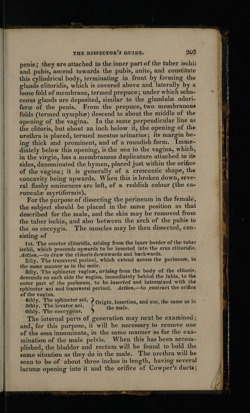  penis; they are attached to the inner part of the tuber ischii and pubis, ascend towards the pubis, unite, and constitute this cylindrical body, terminating in front by forming the glands clitoridis, which is covered above and laterally by a loose fold of membrane, termed prepuce; under which seba- ceous glands are deposited, similar to the glandule odori- fere of the penis. From the prepuce, two membranous folds (termed nymphz) descend to about the middle of the opening of the vagina. In the same perpendicular line as the clitoris, but about an inch below it, the opening of the urethra is placed, termed meatus urinarius; its margin be- ing thick and prominent, and of a roundish form. Imme- diately below this opening, is the one to the vagina, which, in the virgin, has a membranous duplicature attached to its sides, denominated the hymen, placed just within the orifice of the vagina; it is generally of a crescentic shape, the concavity being upwards. When this is broken down, seve- ral fleshy eminences are left, of a reddish colour (the ca- runcule myrtiformis). For the purpose of dissecting the perineum in the female, the subject should be placed in the same position as that described for the male, and the skin may be removed from the tuber ischia, and also between the arch of the pubis to the os coccygis. The muscles may be then dissected, con- sisting of Ist. The erector clitoridis, arising from the inner border of the tuber ischii, which proceeds upwards to be inserted into the crus clitoridis. Action,—to draw the clitoris downwards and backwards. 2dly. The transversi perinei, which extend across the perineum, in the same manner as in the male. 8dly. The sphincter vagine, arising from the body of the clitoris, descends on each side the vagina, immediately behind the labia, to the outer part of the perineum, to be inserted and intermixed with the sphincter ani and transversi perinei. Action,—to contract the orifice of the vagina. Athly. The sphincter ani, Origin, insertion, and use, the same as In Sthly. The levator ani, the male. 6thly. The coccygeus. The internal parts of generation may next be examined ; and, for this purpose, it will be necessary to remove one of the ossa innominata, in the same manner as for the exa- mination of the male pelvis. When this has been accom- plished, the bladder and rectum will be found to hold the same situation as they do in the male. The urethra will be seen to be of about three inches in length, having several lacunz opening into it and the orifice of Cowper’s ducts ;                                              oC Tet eprenee: . n we Bm ite ssc Lins BGR.