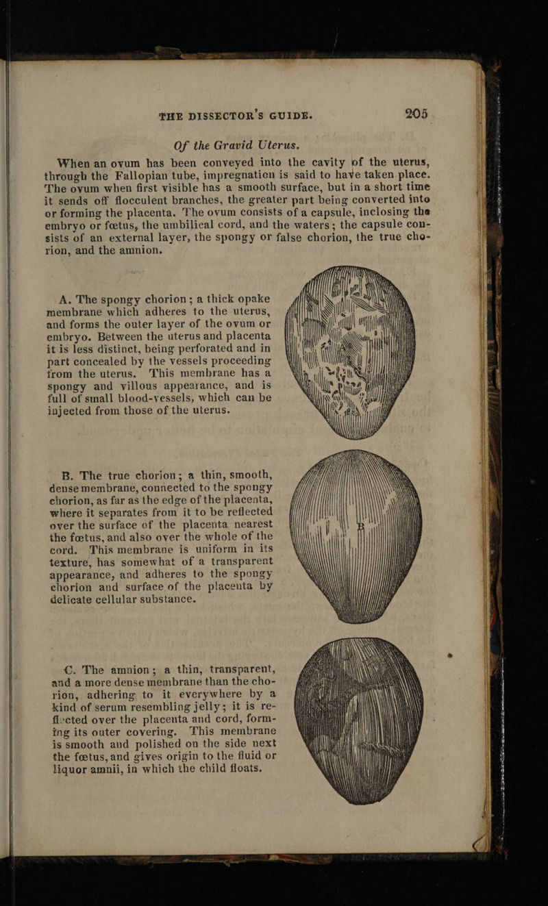   rion, and the amnion. A. The spongy chorion; a thick opake membrane which adheres to the uterus, and forms the outer layer of the ovum or embryo. Between the uterus and placenta it is less distinct, being perforated and in part concealed by the vessels proceeding from the uterus. This membrane has a spongy and villous appearance, and is full of small blood-vessels, which can be injected from those of the uterus. B. The true chorion; a thin, smooth, dense membrane, connected to the spongy chorion, as far as the edge of the placenta, where it separates from it to be reflected over the surface of the placenta nearest the foetus, and also over the whole of the cord. This membrane is uniform in its texture, has somewhat of a transparent appearance, and adheres to the spongy chorion and surface of the placenta by delicate cellular substance. €. The amnion; a thin, transparent, and a more dense membrane than the cho- rion, adhering to it everywhere by a                I i lk Ni! lon 4 ‘ Ni i Uh ae y, a i Heh mt into iy                   f= = ———       