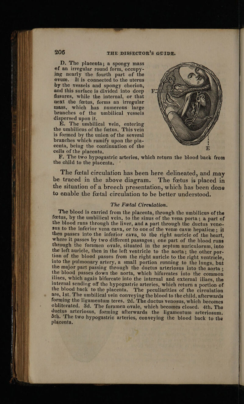   206 THE DISSECTOR’S GUIDE. D. The placenta; a spongy mass of an irregular round form, occupy- ing nearly the fourth part of the ovum. It is connected to the uterus by the vessels and spongy chorion, and this surface is divided into deep fissures, while the internal, or that next the foetus, forms an irregular mass, which has numerous large branches of the umbilical vessels dispersed upon it. K. The umbilical vein, entering the umbilicus of the foetus. This vein is formed by the union of the several branches which ramify upon the pla- centa, being the continuation of the cells of the placenta, F. The two hypogastric arteries, which return the blood back from the child to the placenta.  The feetal circulation has been here delineated, and may be traced in the above diagram. The fcetus is placed in the situation of a breech presentation, which has been done to enable the fetal circulation to be better understood. The Fetal Circulation. The blood is carried from the placenta, throngh the umbilicus of the foetus, by the umbilical vein, to the sinus of the vena porta; a part of the blood runs through the liver, and a part through the ductus yeno- sus to the inferior vena cava, or to one of the vene cave hepatice; it then passes into the inferior cava, to the right auricle of the heart, where it passes by two different passages; one part of the blood runs through the foramen ovale, situated in the septum auriculorum, into the left auricle, then in the left ventricle to the aorta; the other por- tion of the blood passes from the right auricle to the right ventricle, into the pulmonary artery, a small portion running to the lungs, but the major part passing through the ductus arteriosus into the aorta ; the blood passes down the aorta, which bifurcates into the common iliaes, which again bifurcate into the internal and external iliacs, the internal sending off the hypogastric arteries, which return a portion of the blood back to the placenta. The peculiarities of the circulation are, Ist. The umbilical vein conveying the blood to the child, afterwards forming the ligamentum teres, 2d. The ductus venosus, which becomes obliterated. 3d. The foramen ovale, which becomes closed. 4th. The ductus arteriosus, forming afterwards the ligamentum arteriosum. Sth. 'The two hypogastric arteries, conveying the blood back to the placenta.                                   