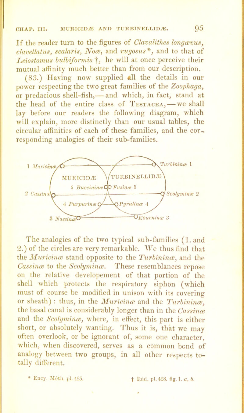If the reader turn to the figures of Clavalithcs longavus, clavellatus, scalaris, Noce, and rugosus*, and to that of Leiostomus bulbiformis f, he will at once perceive their mutual affinity much better than from our description. (83.) Having now supplied all the details in our power respecting the two great families of the Zoophaga, or predacious shell-fish,— and which, in fact, stand at the head of the entire class of Testacea, — we shall lay before our readers the following diagram, which will explain, more distinctly than our usual tables, the circular affinities of each of these families, and the cor- responding analogies of their sub-families. 1 Murid -binirue 1 The analogies of the two typical sub-families (l.and 2.) of the circles are very remarkable. We thus find that the Muricince stand opposite to the Turbininai, and the CassincB to the Scolymince. These resemblances repose on the relative developement of that portion of the shell which protects the respiratory siphon (which must of course he modified in unison with its covering or sheath) : thus, in the Muricince and the Turbinince, the basal canal is considerably longer than in the Cassince and the Scolymince, where, in effect, this part is either short, or absolutely wanting. Thus it is, that we may often overlook, or be ignorant of, some one character, which, when discovered, serves as a common bond of analogy between two groups, in all other respects to- tally different. 2 Cassina ScolymituE 2 Ency. Muth. pi. 423. f Ibid. pi. 428. fig. 1. a, b.
