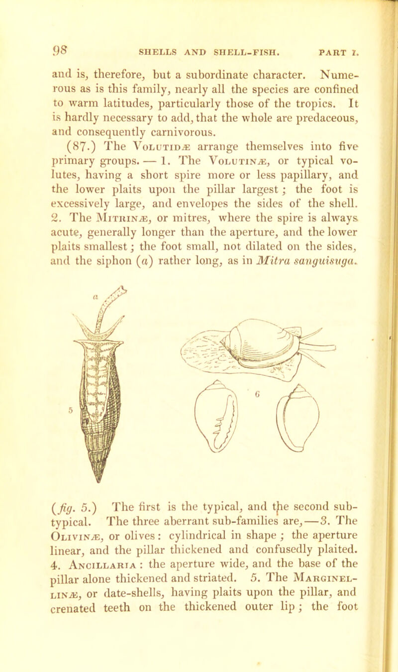 and is, therefore, but a subordinate character. Nume- rous as is this family, nearly all the species are confined to warm latitudes, particularly those of the tropics. It is hardly necessary to add, that the whole are predaceous, and consequently carnivorous. (87-) The VoLUTiDiE arrange themselves into five primary groups. — 1. The Volutins, or typical vo- lutes, having a short spire more or less papillary, and the lower plaits upon the pillar largest; the foot is excessively large, and envelopes the sides of the shell. 2. The Mitring, or mitres, where the spire is always acute, generally longer than the aperture, and the lower plaits smallest; the foot small, not dilated on the sides, and the siphon (a) rather long, as in Mitra sanguisuga. (fig. 5.) The first is the typical, and t)ie second sub- typical. The three aberrant sub-families are, — 3. The Olivin^e, or olives: cylindrical in shape ; the aperture linear, and the pillar thickened and confusedly plaited. 4. Ancillaria : the aperture wide, and the base of the pillar alone thickened and striated. 5. The Marginel- linaj, or date-shells, having plaits upon the pillar, and crenated teeth on the thickened outer lip; the foot
