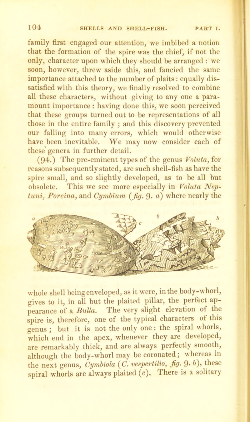 family first engaged our attention, we imbibed a notion that the formation of the spire was the chief, if not the only, character upon which they should be arranged : we soon, however, threw aside this, and fancied the same importance attached to the number of plaits: equally dis- satisfied with this theory, we finally resolved to combine all these characters, without giving to any one a para- mount importance : having done this, we soon perceived that these groups turned out to be representations of all those in the entire family ; and this discovery prevented our falling into many errors, which would otherwise have been inevitable. We may now consider each of these genera in further detail. (94.) The pre-eminent types of the genus Voluta, for reasons subsequently stated, are such shell-fish as have the spire small, and so slightly developed, as to be all but obsolete. This we see more especially in Voluta Nep- tuni, Porcina, and Cymbium ( fig. 9- a) where nearly the whole shell being enveloped, as it were, in the body-whorl, gives to it, in all but the plaited pillar, the perfect ap- pearance of a Bulla. The very slight elevation of the spire is, therefore, one of the typical characters of this genus ; but it is not the only one: the spiral whorls, which end in the apex, whenever they are developed, are remarkably thick, and are always perfectly smooth, although the body-whorl may be coronated; whereas in the next genus, Cymbiola (C. vespertilio, fig. 9• ^)> these spiral whorls are always plaited (c). There is a solitary