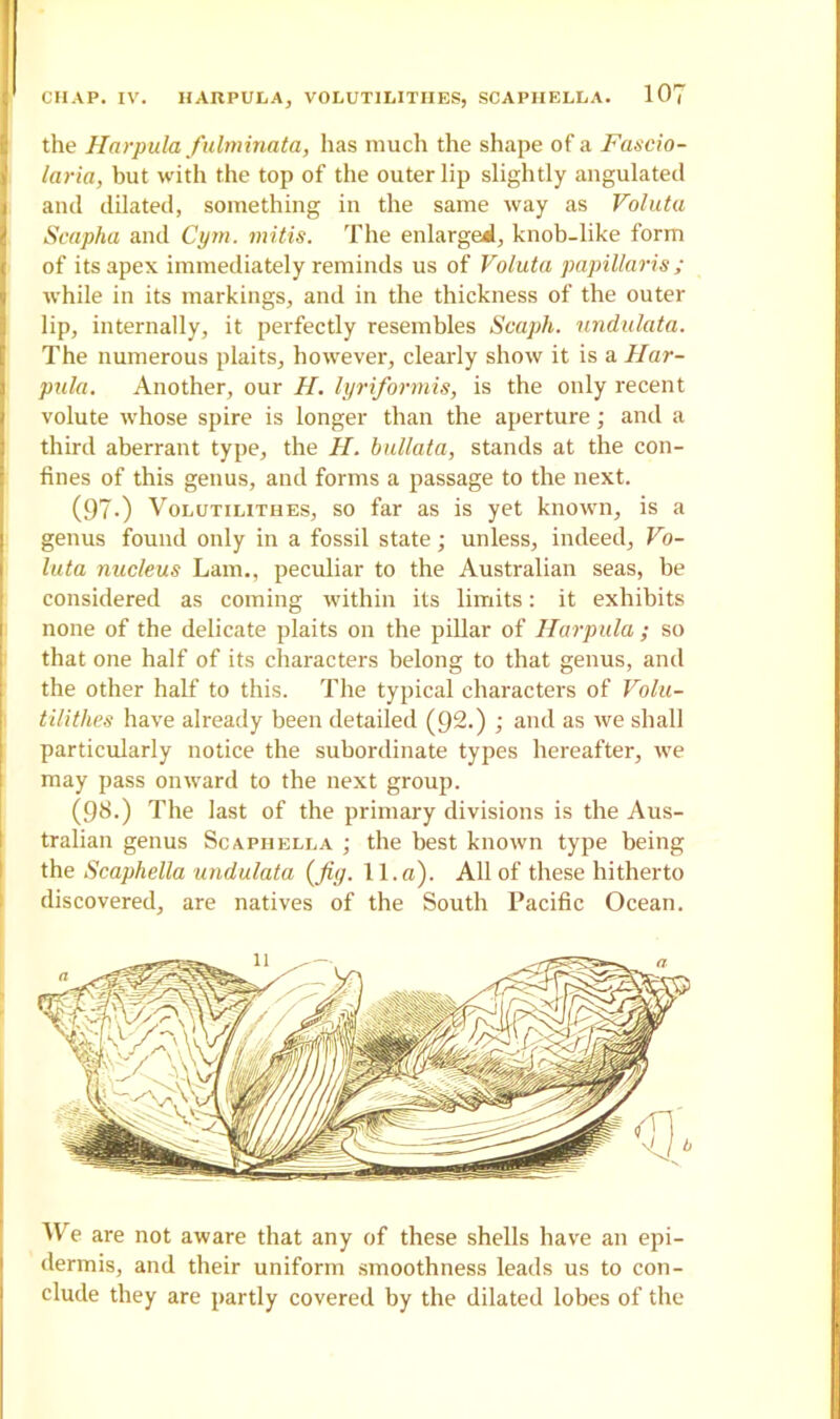 I the Harpula fulminata, has much the shape of a Fascio- laria, but with the top of the outer lip slightly angulated j and dilated, something in the same way as Valuta Scapha and Cym. mitis. The enlarged, knob-like form of its apex immediately reminds us of Voluta papillaris ; while in its markings, and in the thickness of the outer lip, internally, it perfectly resembles Scaph. undulata. The numerous plaits, however, clearly show it is a Har- pula. Another, our H. lyriformis, is the only recent I volute whose spire is longer than the aperture; and a third aberrant type, the H. bullata, stands at the con- fines of this genus, and forms a passage to the next. (97.) Volutilithes, so far as is yet known, is a genus found only in a fossil state; unless, indeed, Vo- luta nucleus Lam., peculiar to the Australian seas, be considered as coming within its limits: it exhibits none of the delicate plaits on the pillar of Harpula ; so that one half of its characters belong to that genus, and the other half to this. The typical characters of Volu- tilithes have already been detailed (92.) ; and as we shall particularly notice the subordinate types hereafter, we may pass onward to the next group. (9$-) The last of the primary divisions is the Aus- tralian genus Scaphella ; the best known type being the Scaphella undulata {fig. 11. a). All of these hitherto discovered, are natives of the South Pacific Ocean. We are not aware that any of these shells have an epi- dermis, and their uniform smoothness leads us to con- clude they are partly covered by the dilated lobes of the