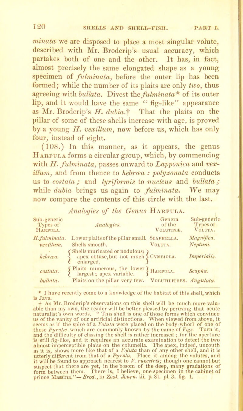 minata we are disposed to place a most singular volute, described with Mr. Broderip’s usual accuracy, which partakes both of one and the other. It has, in fact, almost precisely the same elongated shape as a young- specimen of fulminata, before the outer lip has been formed; while the number of its plaits are only two, thus agreeing with bullata. Divest the fulminata * of its outer lip, and it would have the same “ fig-like” appearance as Mr. Broderip’s H. dubiaf That the plaits on the pillar of some of these shells increase with age, is proved by a young II, vex ilium, now before us, which has only four, instead of eight. (108.) In this manner, as it appears, the genus Harpula forms a circular group, which, by commencing with II. fulminata, passes onward to Lapponica and vex- illum, and from thence to hebrcea : polyzonata conducts us to costata; and lyriformis to nucleus and bullata ; while dubia brings us again to fulminata. We may now compare the contents of this circle with the last. Analogies of the Genus Harpula. Sub-generic Genera Sub-generic Types of Analogies. of the Types of Harpula. Volutinje. Voluta. H. fulminata. Lower plaits of the pillar small. SCAPHELLA. Magnified. vcxillum. Shells smooth. r Shells muricated or nodulous; 7 ■\ apex obtuse, but not much > C enlarged. J Voluta. I Neptuni. hebrcea. • Cymbiola. Imperialis. costata. C Plaits numerous, the lower 7 £ largest; apex variable. j • Harpula. Scapha. bullata. Plaits on the pillar very few. V 0LUTILITI1ES. Angvlata. * I have recently come to a knowledge of the habitat of this shell, which is Java. f As Mr. Broderip’s observations on this shell will be much more valu- able than my own, the reader will be better pleased by perusing that acute naturalist’s own words. “ This shell is one of those forms which convince us of the vanity of our artificial distinctions. When viewed from above, it seems as if the spire of a Voluta were placed on the body-whorl of one of those Pyrulce which are commonly known by the name of Figs. Turn it, and the difficulty of classing the shell is rather increased ; for the aperture is still fig-like, and it requires an accurate examination to detect the two almost imperceptible plaits on the columella. The apex, indeed, uncouth as it is, shows more like that of a Voluta than of any other shell, and it is utterly different from that of a Pyrula. Place it among the volutes, and it will be found to approach nearest to V. rupestris; though one cannot but suspect that there are yet, in the bosom of the deep, many gradations of form between them. There is, I believe, one specimen in the cabinet of prince Massina.”— Brod.y in Zool. Journ. iii. p. 81. pi. 3. fig. 1.