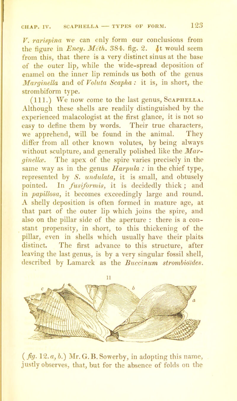 V. rarispina we can only form our conclusions from the figure in Ency. Math. 384. fig. 2. Jt would seem from this, that there is a very distinct sinus at the base of the outer lip, while the wide-spread deposition of enamel on the inner lip reminds us botli of the genus Marginella and of Valuta Scapha: it is, in short, the strombiform type. (111.) We now come to the last genus, Scaphella. Although these shells are readily distinguished by the experienced malacologist at the first glance, it is not so easy to define them by words. Their true characters, we apprehend, will be found in the animal. They differ from all other known volutes, by being always without sculpture, and generally polished like the Mar- ginalia. The apex of the spire varies precisely in the same way as in the genus Harpula : in the chief type, represented by S. undulata, it is small, and obtusely pointed. In fusiformis, it is decidedly thick; and in papillosa, it becomes exceedingly large and round. A shelly deposition is often formed in mature age, at that part of the outer lip which joins the spire, and also on the pillar side of the aperture : there is a con- stant propensity, in short, to this thickening of the pillar, even in shells which usually have their plaits distinct. The first advance to this structure, after leaving the last genus, is by a very singular fossil shell, described by Lamarck as the Buccinum strombio'ides. n ( fig. 12. a, b.) Mr. G. B. Sowerby, in adopting this name, justly observes, that, but for the absence of folds on the