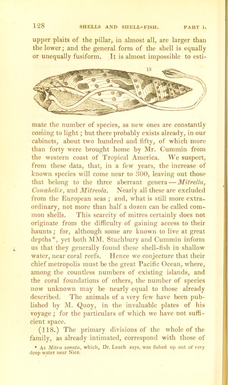 upper plaits of the pillar, in almost all, are larger than the lower; and the general form of the shell is equally or unequally fusiform. It is almost impossible to esti- mate the number of species, as new ones are constantly coming to light; but there probably exists already, in our cabinets, about two hundred and fifty, of which more than forty were brought home by Mr. Cummin from the western coast of Tropical America. We suspect, from these data, that, in a few years, the increase of known species will come near to 300, leaving out those that belong to the three aberrant genera — Mitrellu, Conahelix, and Mitreola. Nearly all these are excluded from the European seas ; and, what is still more extra- ordinary, not more than half a dozen can be called com- mon shells. This scarcity of mitres certainly does not originate from the difficulty of gaining access to their haunts; for, although some are known to live at great depths*, yet both MM. Stuchbury and Cummin inform us that they generally found these shell-fish in shallow water, near coral reefs. Hence we conjecture that their chief metropolis must be the great Pacific Ocean, where, among the countless numbers of existing islands, and the coral foundations of others, the number of species now unknown may be nearly equal to those already described. The animals of a very few have been pub- lished by M. Quoy, in the invaluable plates of his voyage; for the particulars of which we have not suffi- cient space. (118.) The primary divisions of the whole of the family, as already intimated, correspond with those of * As Mitra zonaia, which, Dr. Leach says, was fished up out of very deep water near Nice.