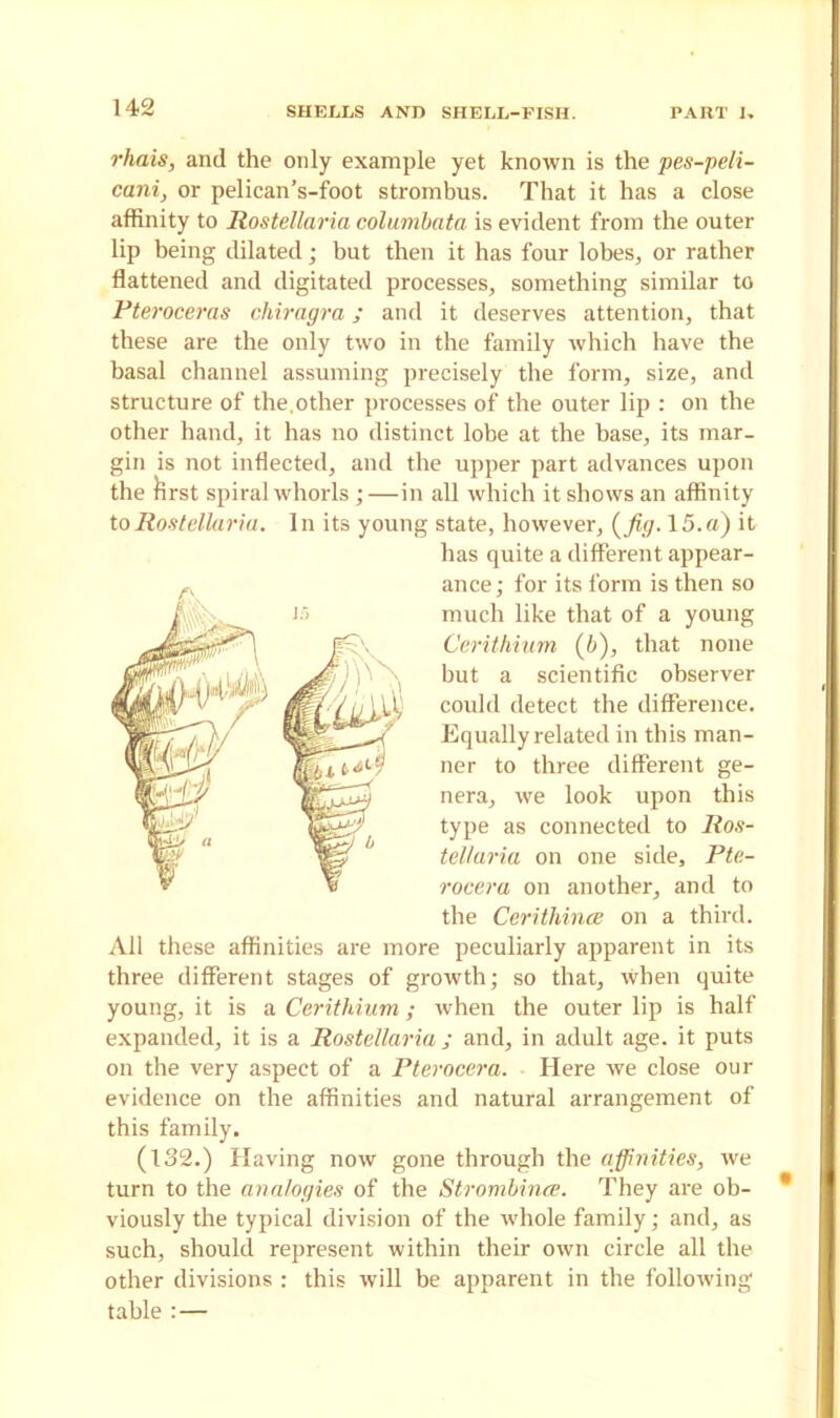 rhais, and the only example yet known is the pes-peli- cani, or pelican’s-foot strombus. That it has a close affinity to Rostellaria columbata is evident from the outer lip being dilated; but then it has four lobes, or rather flattened and digitated processes, something similar to Pteroceras chiragra; and it deserves attention, that these are the only two in the family which have the basal channel assuming precisely the form, size, and structure of the.other processes of the outer lip : on the other hand, it has no distinct lobe at the base, its mar- gin is not inflected, and the upper part advances upon the fcrst spiral whorls ;—in all which it shows an affinity to Rostellaria. In its young state, however, (fig. 15.a) it All these affinities are more peculiarly apparent in its three different stages of growth; so that, when quite young, it is a Cerithium ; when the outer lip is half expanded, it is a Rostellaria ; and, in adult age. it puts on the very aspect of a Pterocera. Here we close our evidence on the affinities and natural arrangement of this family. (132.) Having now gone through the affinities, we turn to the analogies of the Strombince. They are ob- viously the typical division of the whole family; and, as such, should represent within their own circle all the other divisions : this will be apparent in the following table : — has quite a different appear- ance ; for its form is then so much like that of a young Cerithium (If), that none but a scientific observer covdd detect the difference. Equally related in this man- ner to three different ge- nera, we look upon this type as connected to Ros- tellaria on one side, Pte- rocera on another, and to the Cerithince on a third.