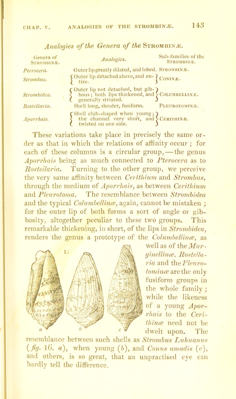 Analogies of the Genera of the Stromisix/e. Genera of Strombinj£. Pterocera. S trombus. Strombidea. Rost diaria. Aporrhais. Analogies. Sub-families of tht STROMBlDiE. Outer lip greatly dilated, and lobed. Strombinje. Outer lip detached above, and en- 7 Coning tire. i Outer lip not detached, but gib-1 bous ; both lips thickened, and > Columbellinje. generally striated. 3 Shell long, slender, fusiform. Pleurotominj;. Shell club-shaped when young ; 1 the channel very short, and > Cerithin/e. twisted on one side. 3 These variations take place in precisely the same or- der as that in which the relations of affinity occur ; for each of these columns is a circular group,—the genus Aporrhais being as much connected to Pterocera as to Rostellaria. Turning to the other group, we perceive the very same affinity between Cerithium and Strombus, through the medium of Aporrhais, as between Cerithium and Pleurotoma. The resemblance between Strombidea and the typical Columbellince, again, cannot be mistaken ; for the outer lip of both forms a $ort of angle or gib- bosity, altogether peculiar to these two groups. This remarkable thickening, in short, of the lips in Strombidea, renders the genus a prototype of the Columbellince, as well as of the Mar- ginellince. Rostella- ria and the Pleuro- tomince are the only fusiform groups in the whole family ; while the likeness of a young Apor- rhais to the Ceri- tliince need not be dwelt upon. The resemblance between such shells as Strombus Luliuanus (fig. 16. a), when young (6), and Conus amadis (c), and others, is so great, that an unpractised eye can hardly tell the difference.