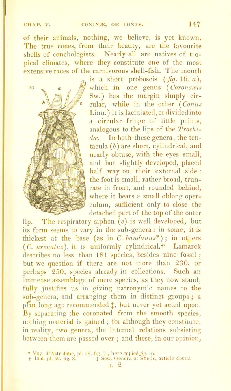of their animals, nothing, we believe, is yet known. The true cones, from their beauty, are the favourite shells of conchologists. Nearly all are natives of tro- pical climates, where they constitute one of the most extensive races of the carnivorous shell-fish. The mouth is a short proboscis (fig. lfi. a), which in one genus (Corona,vis Sw.) has the margin simply cir- cular, wrhile in the other (Conus Linn.) it is laciniated, or divided into a circular fringe of little points, analogous to the lips of the Troclii- dce. In both these genera, the ten- tacula (b) are short, cylindrical, and nearly obtuse, with the eyes small, and but slightly developed, placed half way on their external side : the foot is small, rather broad, trun- cate in front, and rounded behind, where it bears a small oblong oper- culum, sufficient only to close the detached part of the top of the outer lip. The respiratory siphon (c) is well developed, but its form seems to vary in the sub-genera: in some, it is thickest at the base (as in C. bandanus*) ; in others (C. arenatus), it is uniformly cylindrical. + Lamarck describes no less than 181 species, besides nine fossil; but we question if there are not more than 230, or perhaps 250, species already in collections. Such an immense assemblage of mere species, as they now stand, fully justifies us in giving patronymic names to the sub-genera, and arranging them in distinct groups; a plan long ago recommended j, but never yet acted upon. By separating the coronated from the smooth species, nothing material is gained ; for although they constitute, in reality, two genera, the internal relations subsisting between them are passed over ; and these, in our opinion, * Vny <V Astr >labe, pi. 52. fig. 7., here copied,/?#. 10. f Ibid. pi. 52. fig. 8. J Sow. Genera of Shells, article Conus.