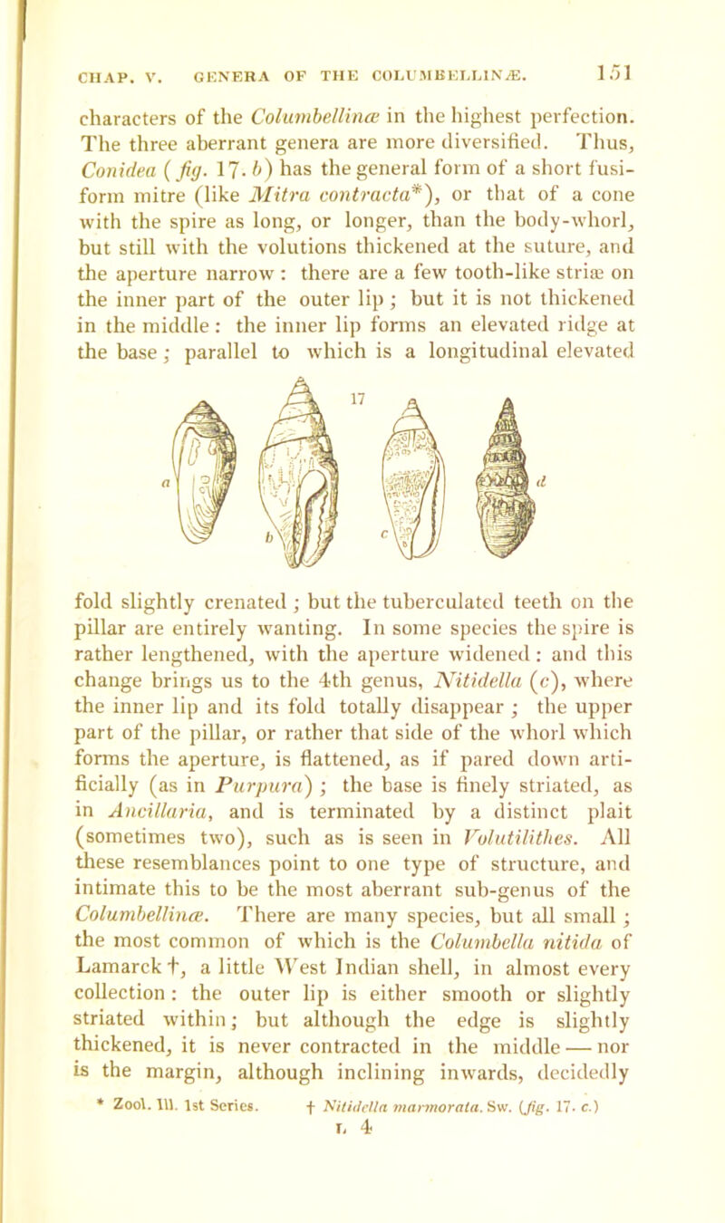 I/}] characters of the Columbellince in the highest perfection. The three aberrant genera are more diversified. Thus, Conidea (Jig. 17- b) has the general form of a short fusi- form mitre (like Mitra contracta*), or that of a cone with the spire as long, or longer, than the body-whorl, but still with the volutions thickened at the suture, and the aperture narrow : there are a few tooth-like stria; on the inner part of the outer lip ; but it is not thickened in the middle : the inner lip forms an elevated ridge at the base; parallel to which is a longitudinal elevated fold slightly crenated ; but the tuherculated teeth on the pillar are entirely wanting. In some species the spire is rather lengthened, with the aperture widened: and this change brings us to the 4th genus, Nitidella (c), where the inner lip and its fold totally disappear ; the upper part of the pillar, or rather that side of the whorl which forms the aperture, is flattened, as if pared down arti- ficially (as in Purpura) ; the base is finely striated, as in Ancillaria, and is terminated by a distinct plait (sometimes two), such as is seen in Volutilithes. All these resemblances point to one type of structure, and intimate this to he the most aberrant sub-genus of the Columbellince. There are many species, but all small ; the most common of which is the Colurnbella nitida of Lamarck f, a little West Indian shell, in almost every collection: the outer lip is either smooth or slightly striated within; but although the edge is slightly thickened, it is never contracted in the middle — nor is the margin, although inclining inwards, decidedly d