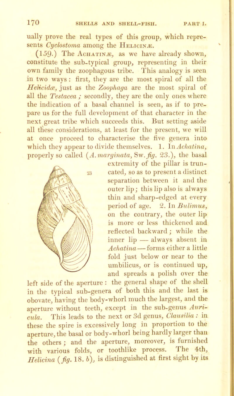 ually prove the real types of this group, which repre- sents Cyclostoma among the Helicina;. (159.) The Achatin.®, as we have already shown, constitute the sub-typical group, representing in their own family the zoophagous tribe. This analogy is seen in two ways: first, they are the most spiral of all the HeHcidce, just as the Zoophaga are the most spiral of all the Testacea ; secondly, they are the only ones where the indication of a basal channel is seen, as if to pre- pare us for the full development of that character in the next great tribe which succeeds this. But setting aside all these considerations, at least for the present, we will at once proceed to characterise the five genera into which they appear to divide themselves. 1. In Acliatina, properly so called (A.marginata, Sw.fig. 23.), the basal extremity of the pillar is trun- cated, so as to present a distinct separation between it and the outer lip; this lip also is always thin and sharp-edged at every period of age. 2. In Bulimus, on the contrary, the outer lip is more or less thickened and reflected backward; while the inner lip — always absent in Acliatina — forms either a little fold just below or near to the umbilicus, or is continued up, and spreads a polish over the left side of the aperture : the general shape of the shell in the typical sub-genera of both this and the last is obovate, having the body-whorl much the largest, and the aperture without teeth, except in the sub-genus Auri- cula. This leads to the next or 3d genus, Clausilia: in these the spire is excessively long in proportion to the aperture, the basal or body-whorl being hardly larger than the others ; and the aperture, moreover, is furnished with various folds, or toothlike process. The 4th, Helicina {fig. 18. 6), is distinguished at first sight by its