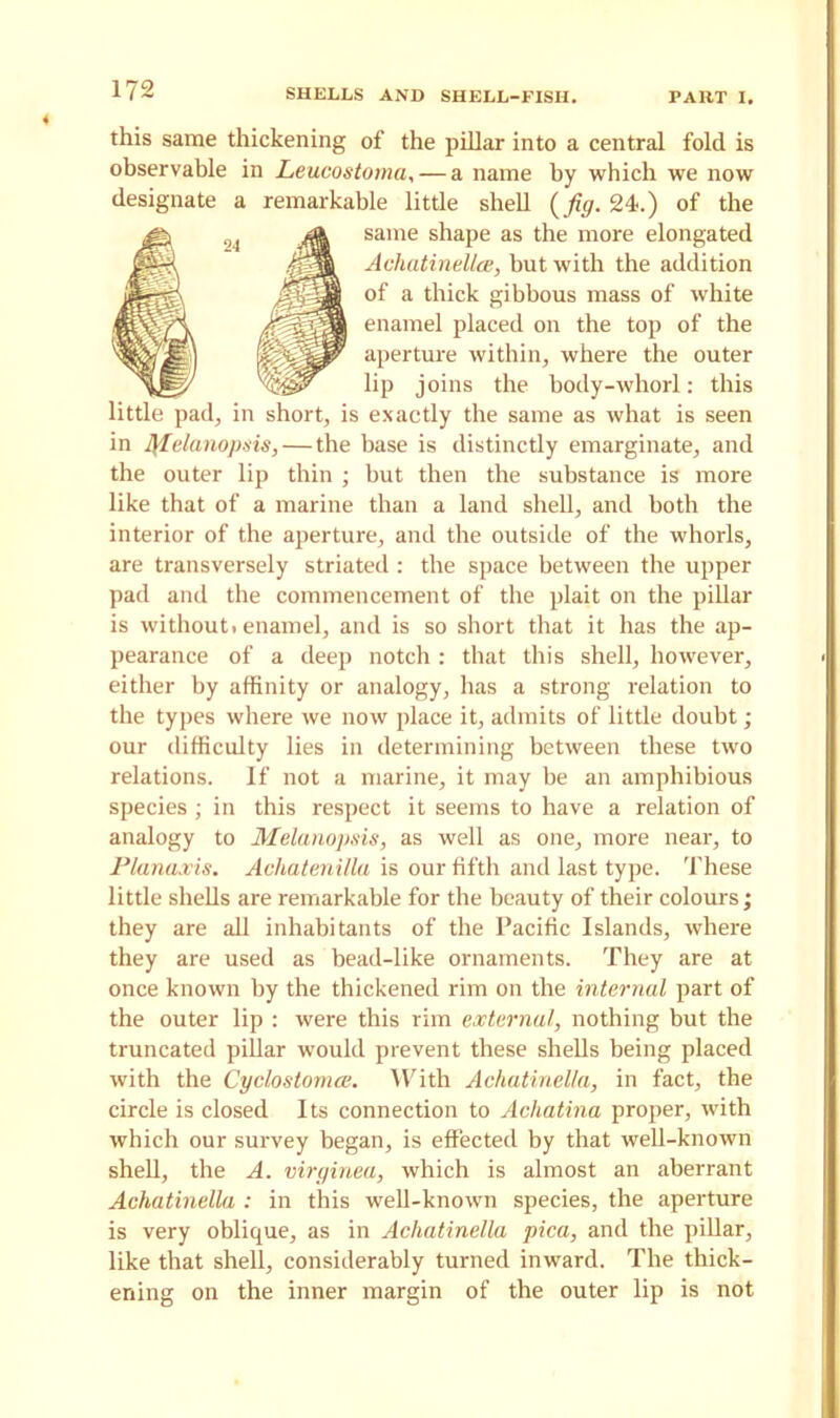 this same thickening of the pillar into a central fold is observable in Leucostoma, — a name by which we now designate a remarkable little shell {fig. 24.) of the little pad, in short, is exactly the same as what is seen in filelanopsis,— the base is distinctly emarginate, and the outer lip thin ; but then the substance is more like that of a marine than a land shell, and both the interior of the aperture, and the outside of the whorls, are transversely striated : the space between the upper pad and the commencement of the plait on the pillar is without, enamel, and is so short that it has the ap- pearance of a deep notch : that this shell, however, either by affinity or analogy, has a strong relation to the types where we now place it, admits of little doubt; our difficulty lies in determining between these two relations. If not a marine, it may be an amphibious species ; in this respect it seems to have a relation of analogy to Melanopsis, as well as one, more near, to Planaxis. Achatenilla is our fifth and last type. These little shells are remarkable for the beauty of their colours; they are all inhabitants of the Pacific Islands, where they are used as bead-like ornaments. They are at once known by the thickened rim on the internal part of the outer lip : were this rim external, nothing but the truncated pillar would prevent these shells being placed with the Cyclostomce. With Achatinella, in fact, the circle is closed Its connection to Achatina proper, with which our survey began, is effected by that well-known shell, the A. virginea, which is almost an aberrant Achatinella : in this well-known species, the aperture is very oblique, as in Achatinella pica, and the pillar, like that shell, considerably turned inward. The thick- ening on the inner margin of the outer lip is not same shape as the more elongated Achatinella;, but with the addition of a thick gibbous mass of white enamel placed on the top of the aperture within, where the outer lip joins the body-whorl: this