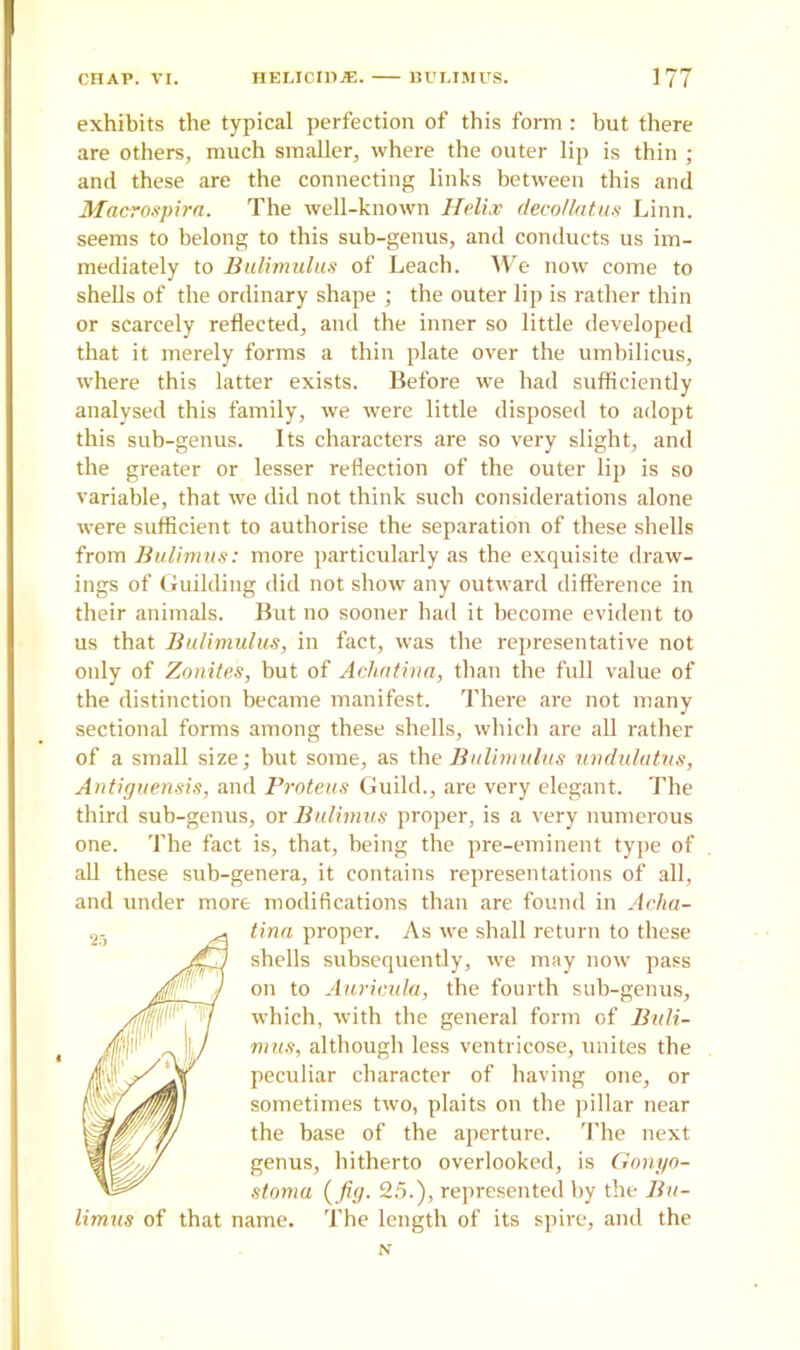 exhibits the typical perfection of this form : but there are others, much smaller, where the outer lip is thin ; and these are the connecting links between this and Macrospirn. The well-known Helix deco/latus Linn, seems to belong to this sub-genus, and conducts us im- mediately to Bulimulus of Leach. We now come to shells of the ordinary shape ; the outer lip is rather thin or scarcely reflected, and the inner so little developed that it merely forms a thin plate over the umbilicus, where this latter exists. Before we had sufficiently analysed this family, we were little disposed to adopt this sub-genus. Its characters are so very slight, and the greater or lesser reflection of the outer lip is so variable, that we did not think such considerations alone were sufficient to authorise the separation of these shells from Bulimus: more particularly as the exquisite draw- ings of Guilding did not show any outward difference in their animals. But no sooner had it become evident to us that Bulimulus, in fact, was the representative not only of Zonites, but of Achatina, than the full value of the distinction became manifest. There are not many sectional forms among these shells, which are all rather of a small size; but some, as the Bulimulus uudulutus, Antiguensis, and Proteus Guild., are very elegant. The third sub-genus, or Bulimus proper, is a very numerous one. The fact is, that, being the pre-eminent type of all these sub-genera, it contains representations of all, and under more modifications than are found in Acha- tina proper. As we shall return to these shells subsequently, we may now pass on to Auricula, the fourth sub-genus, which, with the general form of Buli- mus, although less ventricose, unites the peculiar character of having one, or sometimes two, plaits on the pillar near the base of the aperture. The next genus, hitherto overlooked, is Gonyo- stoma {jig. 25.), represented by the Bu- limus of that name. The length of its spire, and the