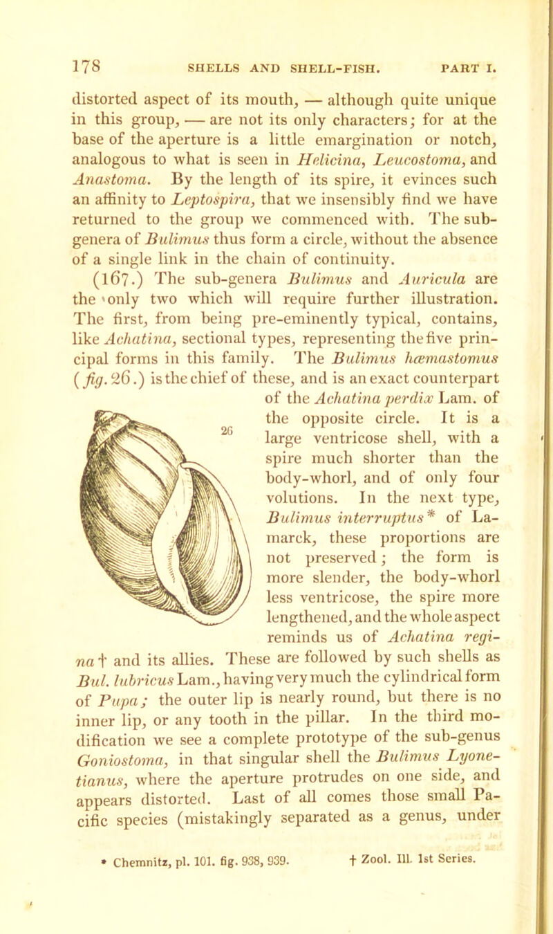distorted aspect of its mouth, — although quite unique in this group, — are not its only characters; for at the base of the aperture is a little emargination or notch, analogous to what is seen in Helicina, Leucostoma, and Anastoma. By the length of its spire, it evinces such an affinity to Leptospira, that we insensibly find we have returned to the group we commenced with. The sub- genera of Bulimus thus form a circle, without the absence of a single link in the chain of continuity. (167.) The sub-genera Bulimus and Auricula are the >only two which will require further illustration. The first, from being pre-eminently typical, contains, like Achatina, sectional types, representing the five prin- cipal forms in this family. The Bulimus hcemastomus {fig. 26.') is the chief of these, and is an exact counterpart of the Achatina per dice Lam. of the opposite circle. It is a large ventricose shell, with a spire much shorter than the body-whorl, and of only four volutions. In the next type, Bulimus interruptus* of La- marck, these proportions are not preserved; the form is more slender, the body-whorl less ventricose, the spire more lengthened, and the whole aspect reminds us of Achatina regi- na f and its allies. These are followed by such shells as Bui. lubricus Lam., having very much the cylindrical form of Pupa; the outer lip is nearly round, but there is no inner lip, or any tooth in the pillar. In the third mo- dification we see a complete prototype of the sub-genus Goniostoma, in that singular shell the Bulimus Lyone- tianus, where the aperture protrudes on one side, and appears distorted. Last of all comes those small Pa- cific species (mistakingly separated as a genus, under Chemnitz, pi. 101. fig. 938, 939. f Zool. 111. 1st Series.