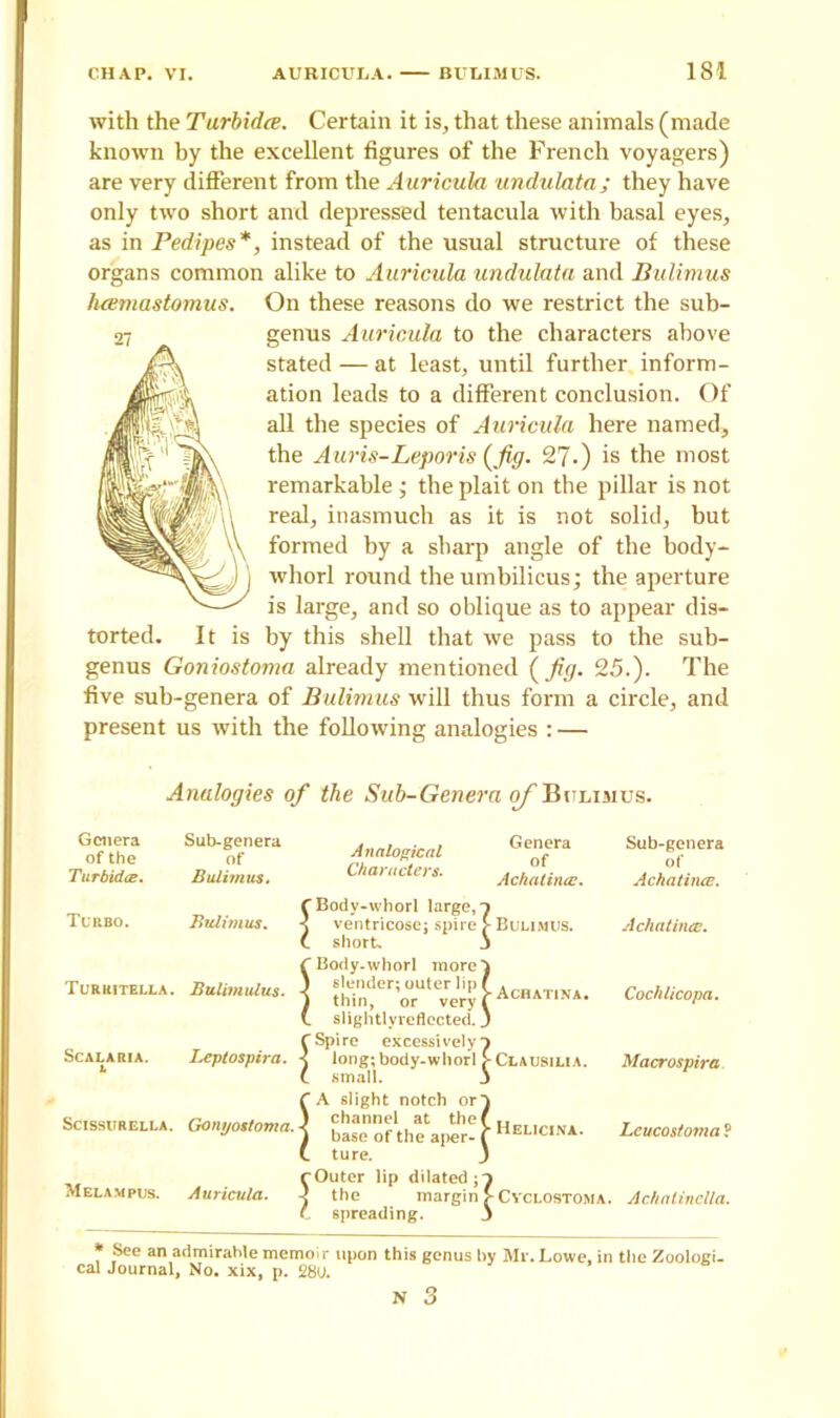 with the Turbidce. Certain it is, that these animals (made known by the excellent figures of the French voyagers) are very different from the Auricula undulata; they have only two short and depressed tentacula with basal eyes, as in Pedipes*, instead of the usual structure of these organs common alike to Auricula undulata and Bulimus luemastomus. On these reasons do we restrict the sub- genus Auricula to the characters above stated — at least, until further inform- ation leads to a different conclusion. Of all the species of Auricula here named, the Auris-Leporis (fig. 27.) is the most remarkable ; the plait on the pillar is not real, inasmuch as it is not solid, but formed by a sharp angle of the body- whorl round the umbilicus; the aperture is large, and so oblique as to appear dis- torted. It is by this shell that we pass to the sub- genus Goniostoma already mentioned ( fig. 25.). The five sub-genera of Bulimus will thus form a circle, and present us with the following analogies : — Analogies of the Sub-Genera of Bulimus. Genera of the Turbidce. Sub-genera of Bulimus. Turbo. Bulimus. Turkitella. Bulimulus. Scalaria. Leptospira. Scissurella. Gonyostoma. Melampus. Auricula. A na logic a l ^ enera Characters. Achaliruc. Bodv-\vhorl large, T ventricose; spire > Bulimus. short. j Body-whorl more} slender; outer lip f . „ thin, ’or veryfAcBATW*. slightlvreflected. J 'Spire excessively } , long; body-whorl > Clausilia. small. j A slight notch or} ) channel at the( ) base of the aper- i . ture. J Outer lip dilated;' [ the margin \ spreading. Helicina. Sub-genera of Achatirue. Achatirus. Cochlicopa. Macrospira Leucostoma ? Cyclostoma. Achalinella. * See an admirahle memoir upon this genus l>y Mr. Lowe, in tile Zoologi. cal Journal, No. xix, p. 28a N 3