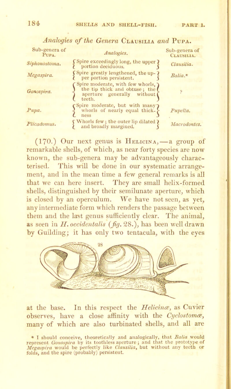 Analogies of the Genera Clausilia and Pupa. Sub-genera of Pupa. A nalogies. Siphonostoma. Megaspira. Gonospira. Pupa. Plicadomus. C Spire exceedingly long, the upper 7 t portion deciduous. J f Spire greatly lengthened, the up- 7 t per portion persistent. 3 f Spire moderate, with few whorls, } 3 the tip thick and obtuse ; the f 1 aperture generally without f (. teeth. ) rSpire moderate, but with many7 4 whorls of nearly equal thick-> C ness J C Whorls few ; the outer lip dilated 7 l and broadly margined. 3 Sub-genera of Clausilia. Clausilia. Balia.* 5 Pupella. Macrodontes. (170.) Our next genus is Helicina,— a group of remarkable shells, of which, as near forty species are now known, the sub-genera may be advantageously charac- terised. This will be done in our systematic arrange- ment, and in the mean time a few general remarks is all that we can here insert. They are small helix-formed shells, distinguished by their semilunate aperture, which is closed by an operculum. We have not seen, as yet, any intermediate form which renders the passage between them and the last genus sufficiently clear. The animal, as seen in II. occidentals (fig. 28.), has been well drawn by Guilding; it has only two tentacula, with the eyes at the base. In this respect the Helicina;, as Cuvier observes, have a close affinity with the Cyclostomce, many of which are also turbinated shells, and all are * I should conceive, theoretically and analogically, that Balia would represent Gonospira by its toothless aperture; and that the prototype of Megaspira would be perfectly like Clausilia, but without any teeth or folds, and the spire (probably) persistent.