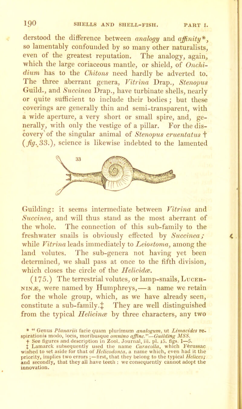 derstood the difference between analogy and affinity*, so lamentably confounded by so many other naturalists, even of the greatest reputation. The analogy, again, which the large coriaceous mantle, or shield, of Onclii- dium has to the Chitons need hardly be adverted to. The three aberrant genera, Vitrina Drap., Stenopus Guild., and Succinea Drap., have turbinate shells, nearly or quite sufficient to include their bodies; but these coverings are generally thin and semi-transparent, with a wide aperture, a very short or small spire, and, ge- nerally, with only the vestige of a pillar. For the dis- covery' of the singular animal of Stenopus cruentatus + (fig. 33.), science is likewise indebted to the lamented Guilding: it seems intermediate between Vitrina and Succinea, and will thus stand as the most aberrant of the whole. The connection of this sub-family to the freshwater snails is obviously effected by Succinea; while Vitrina leads immediately to Leiostoma, among the land volutes. The sub-genera not having yet been determined, we shall pass at once to the fifth division, which closes the circle of the Helicidce. (175.) The terrestrial volutes, or lamp-snails, Litcer- ninas, were named by Humphreys,—a name we retain for the whole group, which, as we have already seen, constitute a sub-family. | They are well distinguished from the typical Helicince by three characters, any two * “ Genus Planariis facie quam plurimum analogum, ut Limacides re- spirationis modo, locis, moribusque omnino affine.”—Guilding MSS. + See figures and description in Zool. Journal, iii. pi. i5. figs. 1—5. X Lamarck subsequently used the name Caracolla, which Ferussac wished to set aside for that of Helicodonta, a name which, even had it the priority, implies two errors ; —first, that they belong to the typical Helices; and secondly, that they all have teeth : we consequently cannot adopt the innovation.