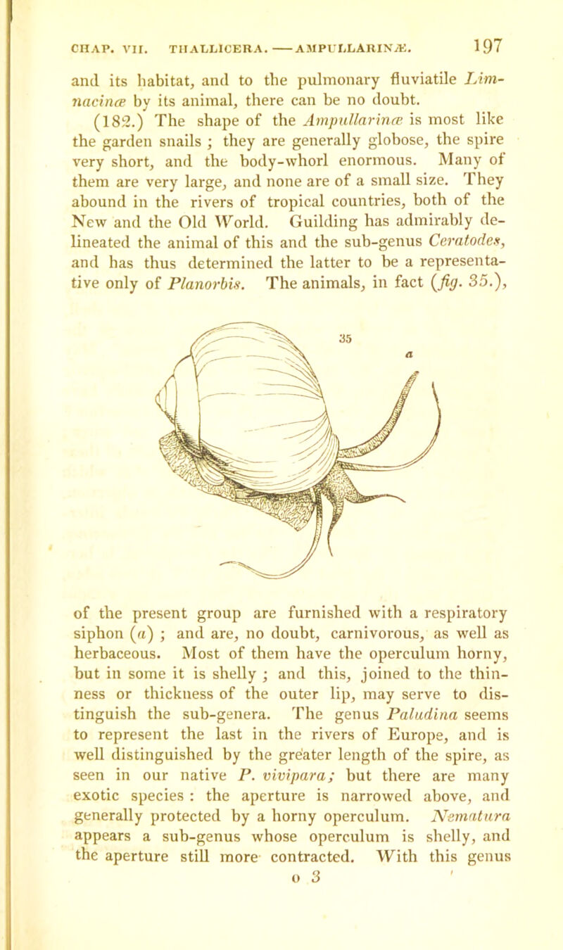 and its habitat, and to the pulmonary fluviatile Lim- nacince by its animal, there can be no doubt. (182.) The shape of the Ampullarince is most like the garden snails ; they are generally globose, the spire very short, and the body-whorl enormous. Many of them are very large, and none are of a small size. They abound in the rivers of tropical countries, both of the New and the Old World. Guilding has admirably de- lineated the animal of this and the sub-genus Ceratod.es, and has thus determined the latter to be a representa- tive only of Planorbis. The animals, in fact (fig. 35.), of the present group are furnished with a respiratory siphon (a) ; and are, no doubt, carnivorous, as well as herbaceous. Most of them have the operculum horny, but in some it is shelly ; and this, joined to the thin- ness or thickness of the outer lip, may serve to dis- tinguish the sub-genera. The genus Paludina seems to represent the last in the rivers of Europe, and is well distinguished by the greater length of the spire, as seen in our native P. vivipara; but there are many exotic species : the aperture is narrowed above, and generally protected by a horny operculum. Nematura appears a sub-genus whose operculum is shelly, and the aperture still more contracted. With this genus
