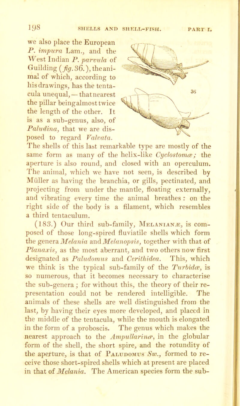 we also place the European P. impura Lam., and the West Indian P. parvula of Guilding (Jig. 36.), the ani- mal of whiclr, according to his drawings, has the tenta- cula unequal, —that nearest the pillar beingalmost twice the length of the other. It is as a sub-genus, also, of Paludina, that we are dis- posed to regard Valvata. The shells of this last remarkable type are mostly of the same form as many of the helix-like Cyclostomce; the aperture is also round, and closed with an operculum. The animal, which we have not seen, is described by Muller as having the branchia, or gills, pectinated, and projecting from under the mantle, floating externally, and vibrating every time the animal breathes : on the right side of the body is a filament, which resembles a third tentaculum. (183.) Our third sub-family, Melanian.®, is com- posed of those long-spired fluviatile shells which form the genera Melanin andMelanopsis, together with that of Planaxis, as the most aberrant, and two others now first designated as Paludomus and Ccrithidea. This, which we think is the typical sub-family of the Turbidce, is so numerous, that it becomes necessary to characterise the sub-genera ; for without this, the theory of their re- presentation could not be rendered intelligible. The animals of these shells are well distinguished from the last, by having their eyes more developed, and placed in the middle of the tentacula, while the mouth is elongated in the form of a proboscis. The genus which makes the nearest approach to the Ampullarincp, in the globular form of the shell, the short spire, and the rotundity of the aperture, is that of Paludomus Sw., formed to re- ceive those short-spired shells which at present are placed in that of Melania. The American species form the sub-