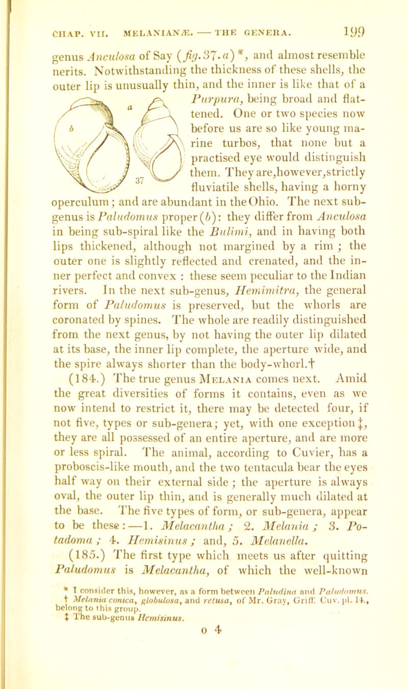 genus A nculosa of Say (Jit/. 37. a)*, and almost resemble nerits. Notwithstanding the thickness of these shells, the outer lip is unusually thin, and the inner is like that of a operculum; and are abundant in the Ohio. The next sub- genus is Paludomus proper (b): they differ from Anculosa in being sub-spiral like the Bulimi, and in having both lips thickened, although not margined by a rim ; the outer one is slightly reflected and crenated, and the in- ner perfect and convex : these seem peculiar to the Indian rivers. In the next sub-genus, Hemimitra, the general form of Paludomus is preserved, but the whorls are coronated by spines. The whole are readily distinguished from the next genus, by not having the outer lip dilated at its base, the inner lip complete, the aperture wide, and the spire always shorter than the body-whorl.t (184.) The true genus Melania comes next. Amid the great diversities of forms it contains, even as we now intend to restrict it, there may he detected four, if not five, types or sub-genera; yet, with one exception]:, they are all possessed of an entire aperture, and are more or less spiral. The animal, according to Cuvier, has a proboscis-like mouth, and the two tentacula bear the eyes half way on their external side; the aperture is always oval, the outer lip thin, and is generally much dilated at the base. The five types of form, or sub-genera, appear to be these:—1. Melacantha ; 2. Melania ; 3. Po- tadoma; 4. Hemisinus; and, 5. Melanella. (185.) The first type which meets us after quitting Paludomus is Melacantha, of which the well-known * I consider this, however, as a form between Pnhutinn and Palutlnmus. t Melanin conica, globulosa, and retusa, of Mr. Gray, Griff Cuv. pi. 14., belong to this group. t The sub-genus Hemisinus. Purpura, being broad and flat- tened. One or two species now before us are so like young ma- rine turbos, that none but a practised eye would distinguish them. They are,however,strictly fluviatile shells, having a horny