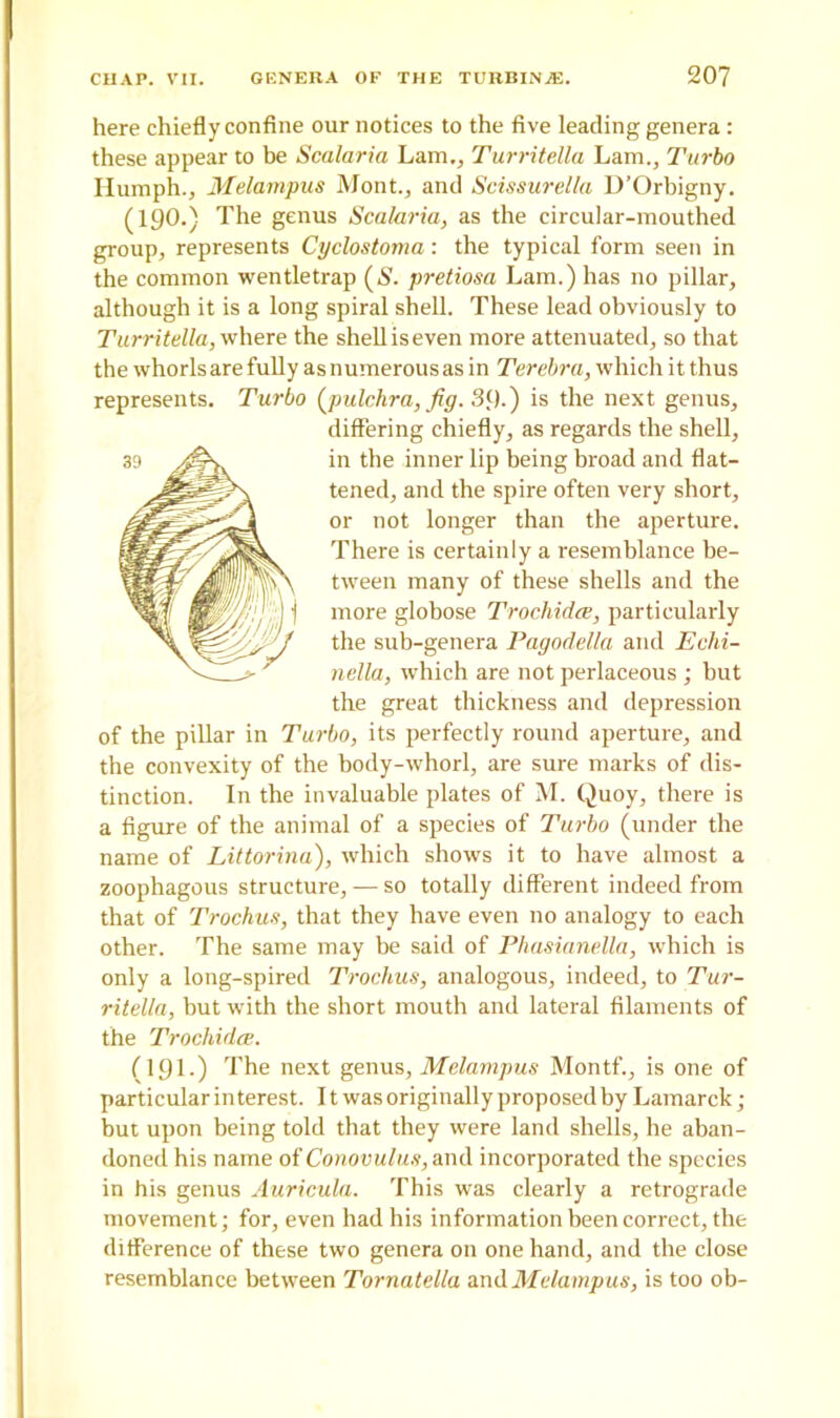 here chiefly confine our notices to the five leading genera : these appear to be Scalaria Lam., Turritella Lam., Turbo Humph., Melampus Mont., and Scissurella D’Orbigny. (190.) The genus Scalaria, as the circular-mouthed group, represents Cyclostoma: the typical form seen in the common wentletrap (&. pretiosa Lam.) has no pillar, although it is a long spiral shell. These lead obviously to Turritella, where the shell is even more attenuated, so that the whorls are fully as numerous as in Terebra, which it thus represents. Turbo (jiulchra, fig. 39.) is the next genus, differing chiefly, as regards the shell, in the inner lip being broad and flat- tened, and the spire often very short, or not longer than the aperture. There is certainly a resemblance be- tween many of these shells and the more globose Trochidce, particularly the sub-genera Pagodella and Echi- li el la, which are not perlaceous ; but the great thickness and depression of the pillar in Turbo, its perfectly round aperture, and the convexity of the body-whorl, are sure marks of dis- tinction. In the invaluable plates of M. Quoy, there is a figure of the animal of a species of Turbo (under the name of Littorina), which shows it to have almost a zoophagous structure, — so totally different indeed from that of Trochus, that they have even no analogy to each other. The same may be said of Phasianella, which is only a long-spired Trochus, analogous, indeed, to Tur- ritella, but with the short mouth and lateral filaments of the Trochidce. (191.) The next genus, Melampus Montf., is one of particular interest. 11 was originally proposed by Lamarck; but upon being told that they were land shells, he aban- doned his name of Conovulus, and incorporated the species in his genus Auricula. This was clearly a retrograde movement; for, even had his information been correct, the difference of these two genera on one hand, and the close resemblance between Tornatella and Melampus, is too ob-