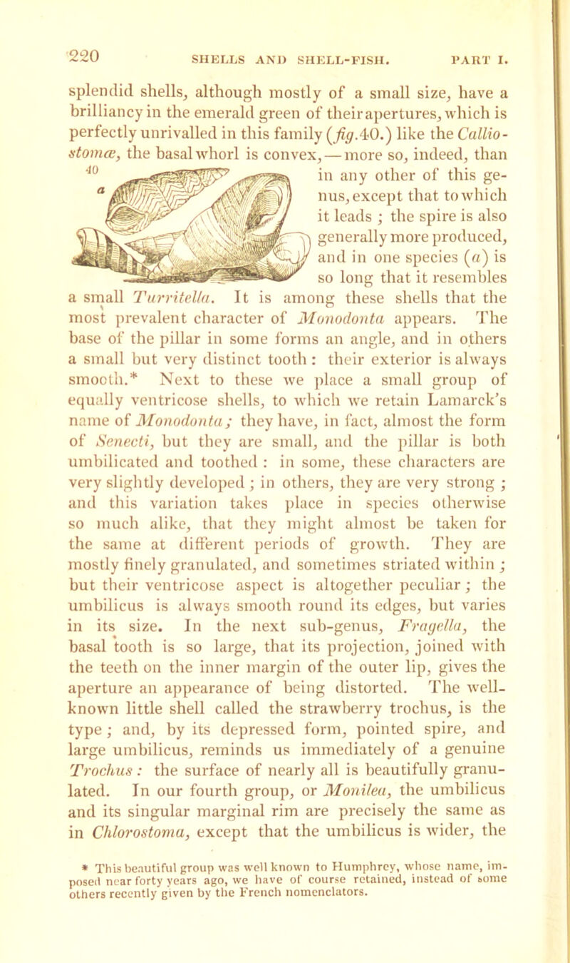 splendid shells, although mostly of a small size, have a brilliancy in the emerald green of their apertures, which is perfectly unrivalled in this family (figA-0.) like the Callio- stomce, the basal whorl is convex, — more so, indeed, than in any other of this ge- nus, except that to which it leads ; the spire is also generally more produced, and in one species («) is so long that it resembles a small Turritella. It is among these shells that the most prevalent character of Monodonta appears. The base of the pillar in some forms an angle, and in others a small but very distinct tooth : their exterior is always smooth.* Next to these we place a small group of equally ventricose shells, to which we retain Lamarck’s name of Monodonta; they have, in fact, almost the form of Senecti, but they are small, and the pillar is both umbilicated and toothed: in some, these characters are very slightly developed ; in others, they are very strong ; and this variation takes place in species otherwise so much alike, that they might almost be taken for the same at different periods of growth. They are mostly finely granulated, and sometimes striated within ; but their ventricose aspect is altogether peculiar; the umbilicus is always smooth round its edges, hut varies in its size. In the next sub-genus, Fragella, the basal tooth is so large, that its projection, joined with the teeth on the inner margin of the outer lip, gives the aperture an appearance of being distorted. The well- known little shell called the strawberry trochus, is the type ; and, by its depressed form, pointed spire, and large umbilicus, reminds us immediately of a genuine Trochus: the surface of nearly all is beautifully granu- lated. In our fourth group, or Monilea, the umbilicus and its singular marginal rim are precisely the same as in Chlorostoma, except that the umbilicus is wider, the * This beautiful group was well known to Humphrey, whose name, im- posed near forty years ago, we have of course retained, instead of some others recently given by the French nomcnclators.