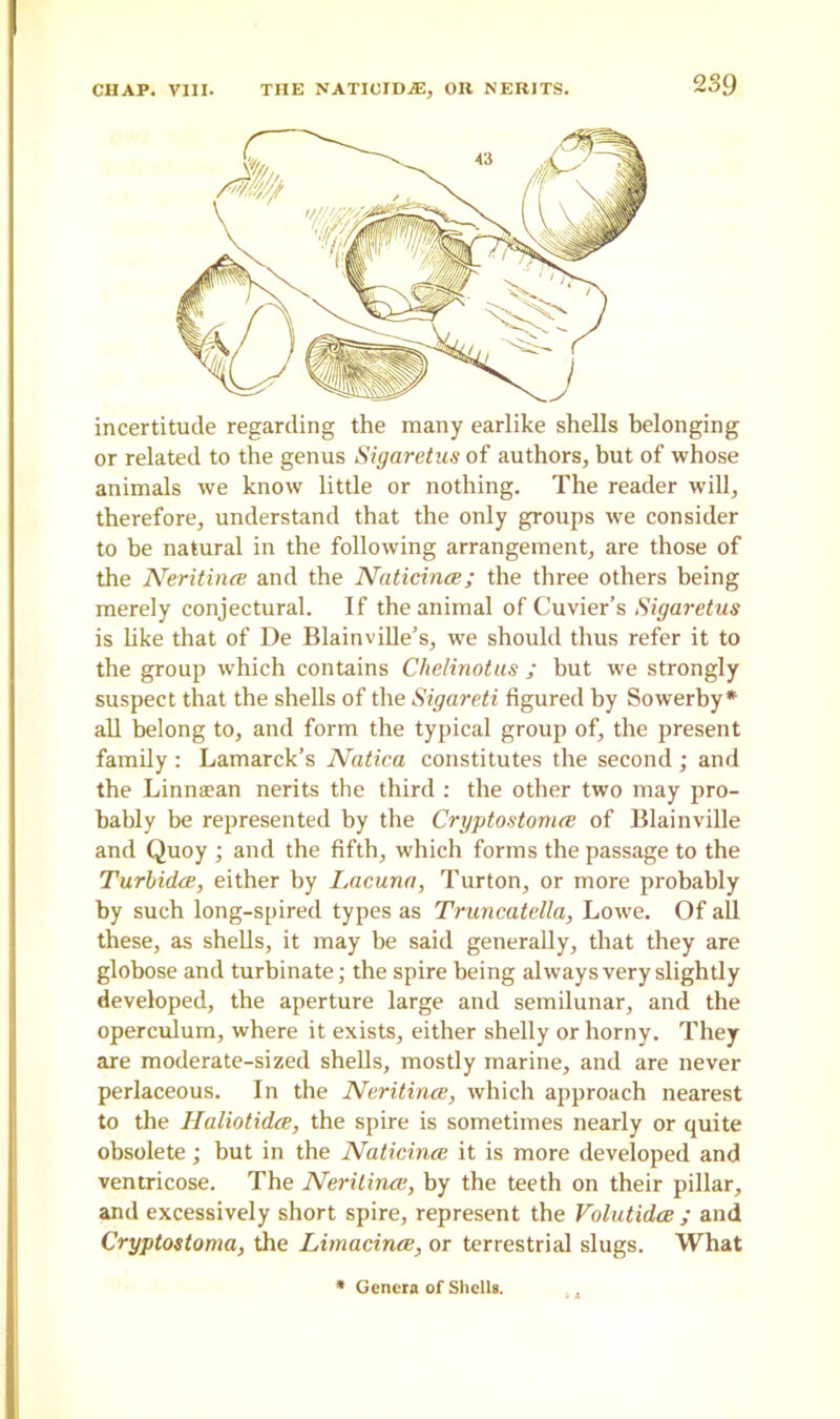 incertitude regarding the many earlike shells belonging or related to the genus Sigaretus of authors, but of whose animals we know little or nothing. The reader will, therefore, understand that the only groups we consider to he natural in the following arrangement, are those of the Neritince and the Naticince; the three others being merely conjectural. If the animal of Cuvier’s Sigaretus is like that of De Blainville’s, we should thus refer it to the group which contains Chelinotus ; but we strongly suspect that the shells of the Sigareti figured by Sowerby* all belong to, and form the typical group of, the present family : Lamarck’s Natica constitutes the second ; and the Linn a1 an nerits the third : the other two may pro- bably be represented by the Cryptostomce of Blainville and Quoy ; and the fifth, which forms the passage to the Turbidce, either by Lacuna, Turton, or more probably by such long-spired types as Truncatella, Lowe. Of all these, as shells, it may be said generally, that they are globose and turbinate; the spire being always very slightly developed, the aperture large and semilunar, and the operculum, where it exists, either shelly or horny. They are moderate-sized shells, mostly marine, and are never perlaceous. In the Neritince, which approach nearest to the Haliotidce, the spire is sometimes nearly or quite obsolete; but in the Naticince it is more developed and ventricose. The Neritince, by the teeth on their pillar, and excessively short spire, represent the Volutidce ; and Cryptostoma, the Limacince, or terrestrial slugs. What * Genera of Shells.
