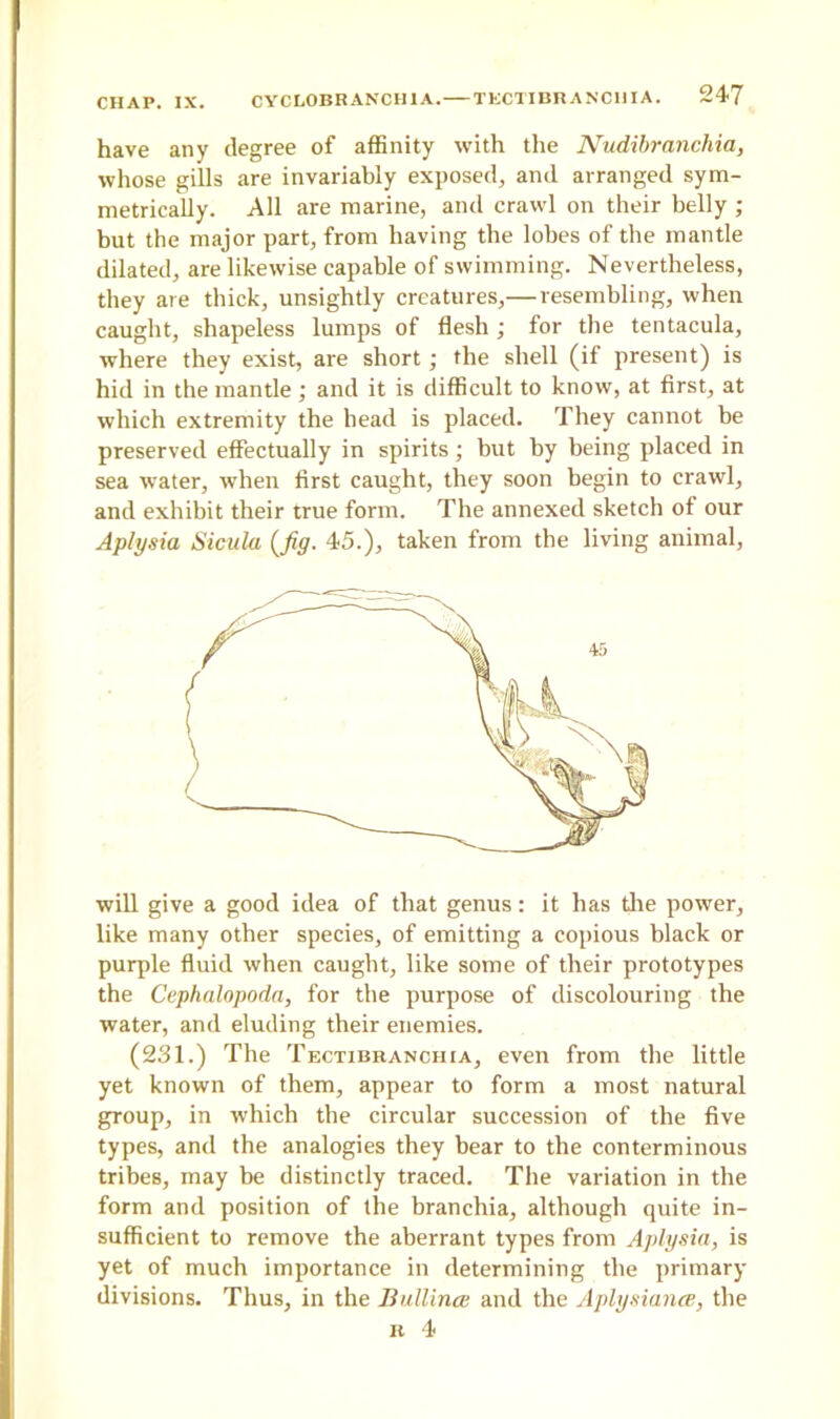 have any degree of affinity with the Nudibranchia, whose gills are invariably exposed, and arranged sym- metrically. All are marine, and crawl on their belly ; but the major part, from having the lobes of the mantle dilated, are likewise capable of swimming. Nevertheless, they are thick, unsightly creatures,— resembling, when caught, shapeless lumps of flesh ; for the tentacula, where they exist, are short ; the shell (if present) is hid in the mantle ; and it is difficult to know, at first, at which extremity the head is placed. They cannot be preserved effectually in spirits; but by being placed in sea water, when first caught, they soon begin to crawl, and exhibit their true form. The annexed sketch of our Aplysia Sicula (fig. 45.), taken from the living animal, will give a good idea of that genus: it has the power, like many other species, of emitting a copious black or purple fluid when caught, like some of their prototypes the Cephalopoda, for the purpose of discolouring the water, and eluding their enemies. (231.) The Tectibranciiia, even from the little yet known of them, appear to form a most natural group, in which the circular succession of the five types, and the analogies they bear to the conterminous tribes, may be distinctly traced. The variation in the form and position of the branchia, although quite in- sufficient to remove the aberrant types from Aplysia, is yet of much importance in determining the primary- divisions. Thus, in the Bullince and the Aplysiance, the