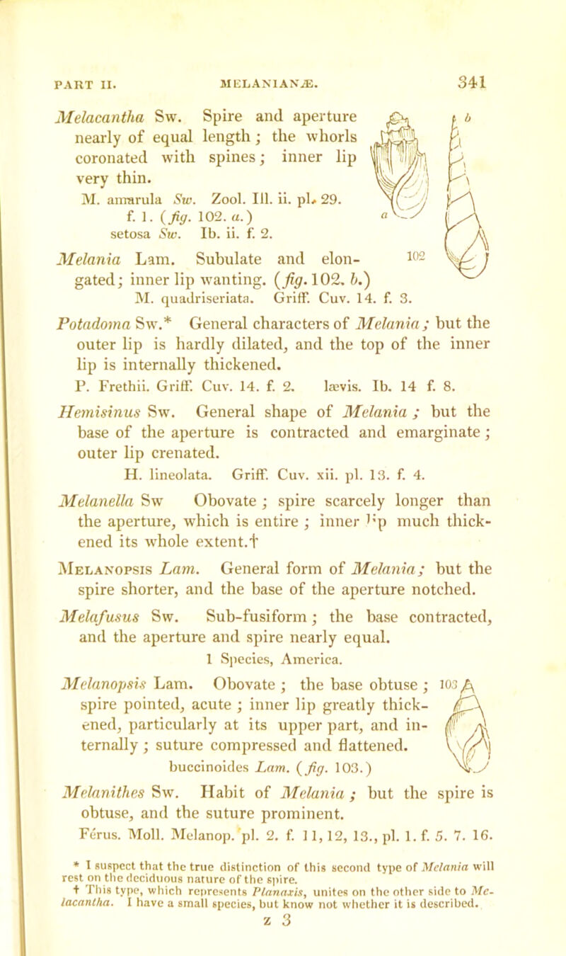 Melacantha Sw. Spire and aperture nearly of equal length; the whorls coronated with spines; inner lip 101 i/j|^ very thin. \V, , M. amarula Sw. Zool. 111. ii. pL 29. NY 'V/ f. 1. (Jig. 102. a.) setosa Sw. Ib. ii. f. 2. Melania Lam. Subulate and elon- 102 gated; inner lip wanting, (fig. 102. b.) M. quadriseriata. Griff. Cuv. 14. f. 3. Potadoma Sw.* General characters of Melania; but the outer lip is hardly dilated, and the top of the inner lip is internally thickened. P. Frethii. Griff. Cuv. 14. f. 2. laevis. Ib. 14 f. 8. Hemisinus Sw. General shape of Melania ; but the base of the aperture is contracted and emarginate; outer Up crenated. H. lineolata. Griff. Cuv. xii. pi. 13. f. 4. Melanella Sw Obovate; spire scarcely longer than the aperture, which is entire ; inner ,;p much thick- ened its whole extent.t Melanopsis Lam. General form of Melania; but the spire shorter, and the base of the aperture notched. Melafusus Sw. Sub-fusiform; the base contracted, and the aperture and spire nearly equal. 1 Species, America. Melanopsis Lam. Obovate ; the base obtuse ; spire pointed, acute ; inner lip greatly thick- ened, particularly at its upper part, and in- ternally ; suture compressed and flattened, buccinoides Lam. (fig. 103.) Melanitb.es Sw. Habit of Melania ; but the spire is obtuse, and the suture prominent. Fcrus. Moll. Melanop. pi. 2. f. 11,12, 13., pi. l.f. 5. 7. 16. * I suspect that the true distinction of this second type of Melania will rest on the deciduous nature of the spire. t This type, which represents Planaxis, unites on the other side to Me- lacantha. I have a small species, but know not whether it is described. z 3