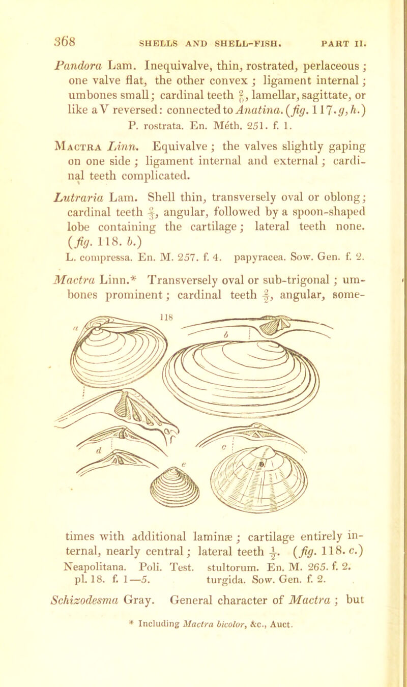 Pandora Lam. Inequivalve, thin, rostrated, perlaceous ; one valve flat, the other convex ; ligament internal; umbones small; cardinal teeth lamellar, sagittate, or like aV reversed: connected to Anatina. (fig. 1I7.g,h.) P. rostrata. En. Meth. 251. f. 1. Mactra Linn. Equivalve ; the valves slightly gaping on one side ; ligament internal and external; cardi- nal teeth complicated. Lutraria Lam. Shell thin, transversely oval or oblong; cardinal teeth angular, followed by a spoon-shaped lobe containing the cartilage; lateral teeth none. (fig. 118. b.) L. compressa. En. M. 257. f. 4. papyracea. Sow. Gen. f. 2. Mactra Linn.* Transversely oval or sub-trigonal; um- bones prominent; cardinal teeth #, angular, some- times with additional laminae; cartilage entirely in- ternal, nearly central; lateral teeth -l. (fig. 118. c.) Neapolitana. Poli. Test, stultorum. En. M. 265. f. 2. pi. 18. f. 1—5. turgida. Sow. Gen. f. 2. Schizodesma Gray. General character of Mactra ; but * Including Mactra bicolor, &c., Auct.