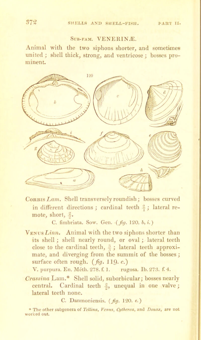 Sub-fam. VENERIN7E. Animal with the two siphons shorter, and sometimes united ; shell thick, strong, and ventricose ; bosses pro- minent. Corbis Lam. Shell transversely roundish; bosses curved in different directions ; cardinal teeth -q; lateral re- mote, short, J-. C. fimbriata. Sow. Gen. {fig. 120. b, i.) Venus Linn. Animal with the two siphons shorter than its shell; shell nearly round, or oval; lateral teeth close to the cardinal teeth, f ; lateral teeth approxi- mate, and diverging from the summit of the bosses; surface often rough, (fig. 119- c.) V. purpura. En. Meth. 278. f. 1. rugosa. Ib. 273. f. 4. Crassina Lam.* Shell solid, suborbicular; bosses nearly central. Cardinal teeth -|, unequal in one valve; lateral teeth none. C. Danmoniensis. {fig. 120. e.) * The other subgenera of Tellina, Venus^ Cytherea, and Donax, are not worked out.