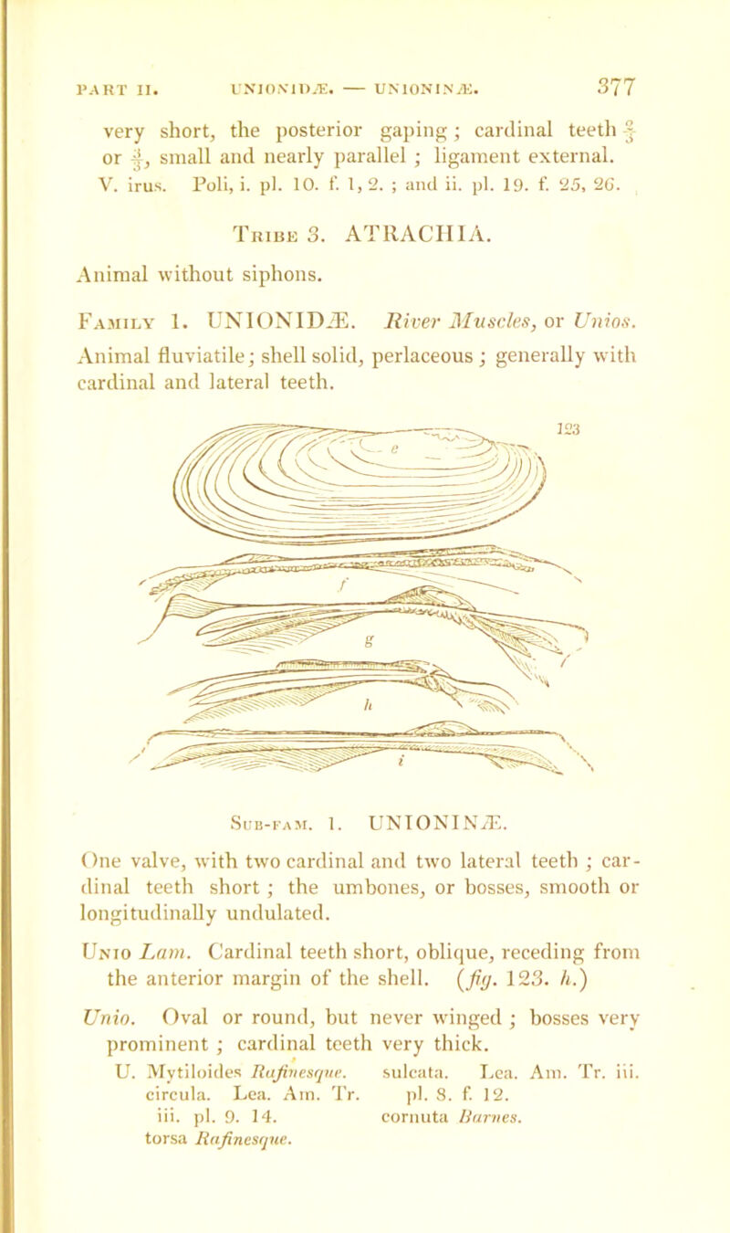 very short, the posterior gaping; cardinal teeth -j or 4, small and nearly parallel ; ligament external. V. irus. Poli, i. pi. 10. f. 1,2.; and ii. pi. 19. f. 25, 2G. Tribe 3. ATRACHIA. Animal without siphons. Family 1. UNIONID2E. liiver Muscles, or Unios. Animal fluviatile; shell solid, perlaceous ; generally with cardinal and lateral teeth. Sub-fa m. 1. UNIONINiE. One valve, with two cardinal and two lateral teeth ; car- dinal teeth short; the umbones, or bosses, smooth or longitudinally undulated. Unio Lam. Cardinal teeth short, oblique, receding from the anterior margin of the shell, (fig. 123. A.) Unio. Oval or round, but never winged ; bosses very- prominent ; cardinal teeth very thick. U. Mytiloides Rafinesque. sulcata. Lea. Am. Tr. iii. circula. Lea. Am. Tr. pi. S. f. 12. iii. pi. 9. 14. eornuta /James. torsa Rafinesque.