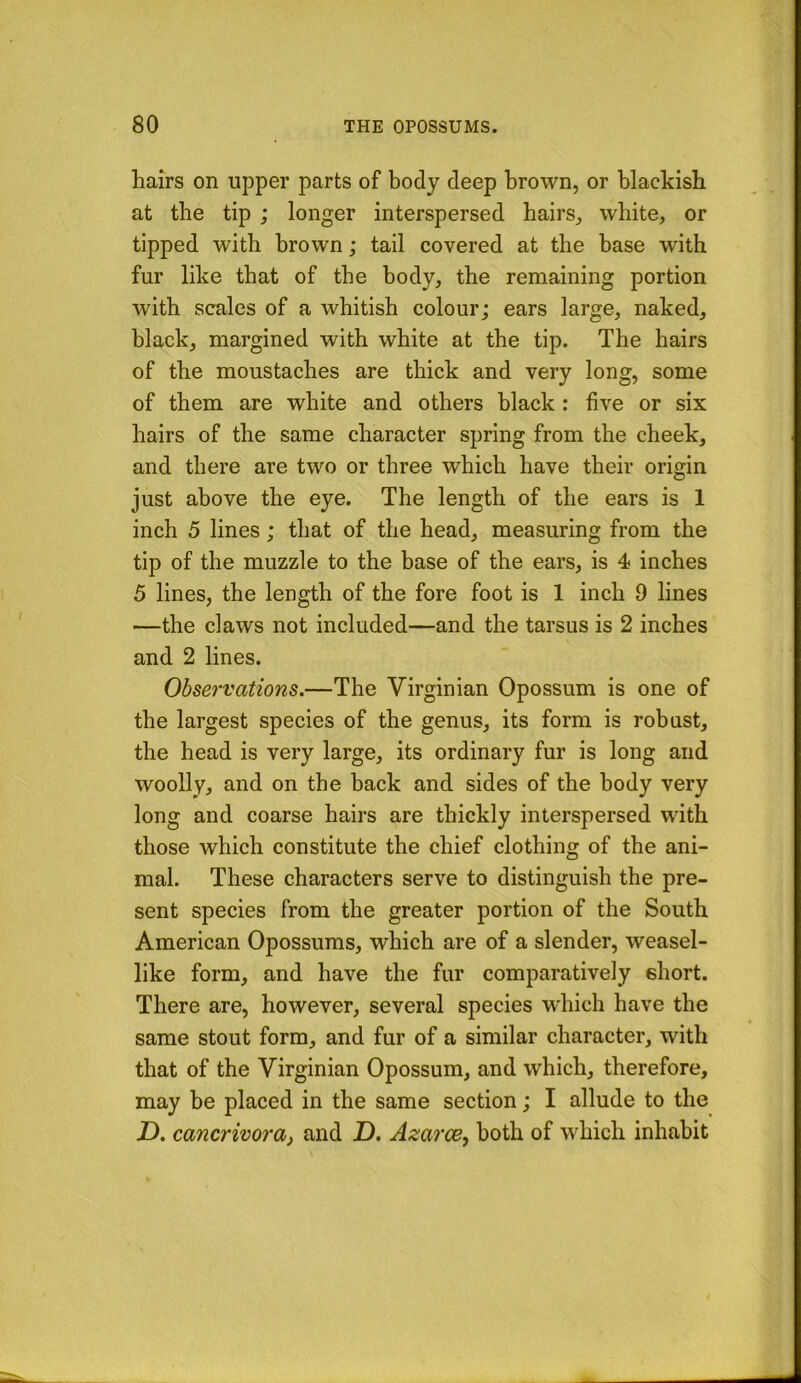 hairs on upper parts of body deep brown, or blackish at the tip ; longer interspersed hairs_> white, or tipped with brown; tail covered at the base with fur like that of the body, the remaining portion with scales of a whitish colour; ears large, naked, black, margined with white at the tip. The hairs of the moustaches are thick and very long, some of them are white and others black: five or six hairs of the same character spring from the cheek, and there are two or three which have their origin just above the eye. The length of the ears is 1 inch 5 lines; that of the head, measuring from the tip of the muzzle to the base of the ears, is 4 inches 5 lines, the length of the fore foot is 1 inch 9 lines —the claws not included—and the tarsus is 2 inches and 2 lines. Observations.—The Virginian Opossum is one of the largest species of the genus, its form is robust, the head is very large, its ordinary fur is long and woolly, and on the back and sides of the body very long and coarse hairs are thickly interspersed with those which constitute the chief clothing of the ani- mal. These characters serve to distinguish the pre- sent species from the greater portion of the South American Opossums, which are of a slender, weasel- like form, and have the fur comparatively short. There are, however, several species wdiich have the same stout form, and fur of a similar character, with that of the Virginian Opossum, and which, therefore, may be placed in the same section; I allude to the 7). cancrivora, and D. Azarce, both of which inhabit