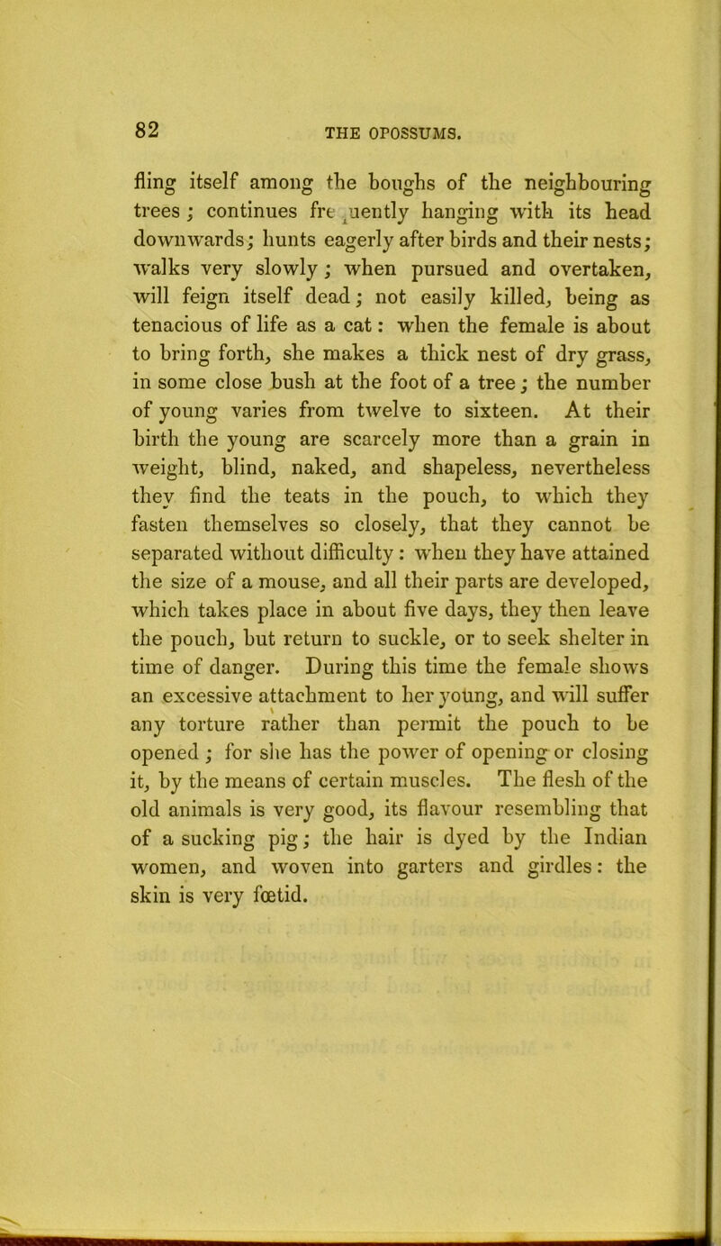 fling itself among the boughs of the neighbouring trees ; continues fre /jently hanging with its head downwards; hunts eagerly after birds and their nests; walks very slowly; when pursued and overtaken, will feign itself dead; not easily killed, being as tenacious of life as a cat: when the female is about to bring forth, she makes a thick nest of dry grass, in some close bush at the foot of a tree; the number of young varies from twelve to sixteen. At their birth the young are scarcely more than a grain in weight, blind, naked, and shapeless, nevertheless they find the teats in the pouch, to which they fasten themselves so closely, that they cannot be separated without difficulty: when they have attained the size of a mouse, and all their parts are developed, which takes place in about five days, they then leave the pouch, but return to suckle, or to seek shelter in time of danger. During this time the female shows an excessive attachment to her young, and will suflfer any torture rather than permit the pouch to be opened ; for site has the power of opening or closing it, by the means of certain muscles. The flesh of the old animals is very good, its flavour resembling that of a sucking pig; the hair is dyed by the Indian women, and woven into garters and girdles: the skin is very foetid.