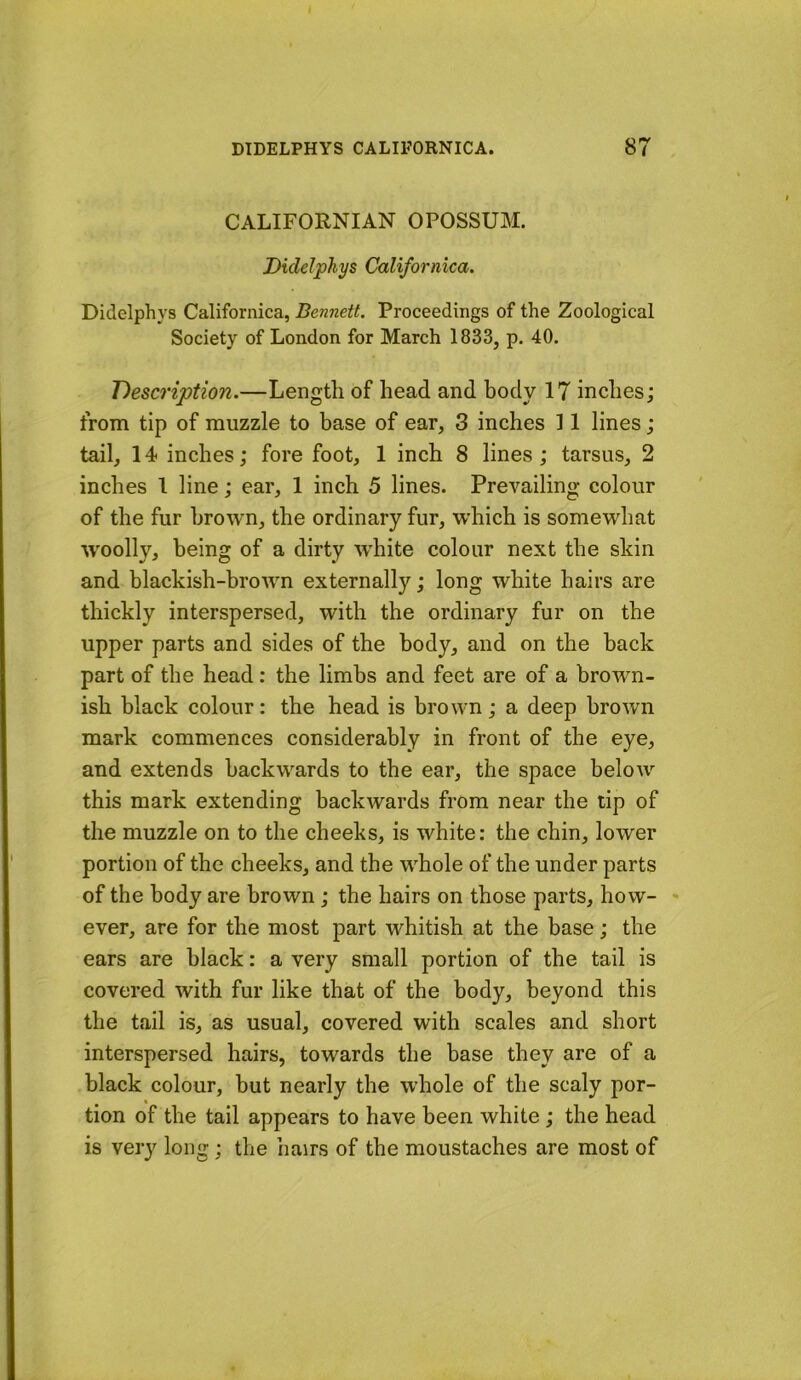 CALIFORNIAN OPOSSUM. Didelphys Californica. Didelphys Californica, Bennett. Proceedings of the Zoological Society of London for March 1833, p. 40. Description.—Length of head and body 17 inches; from tip of muzzle to base of ear, 3 inches 11 lines ; tail, 14 inches; fore foot, 1 inch 8 lines ; tarsus, 2 inches 1 line; ear, 1 inch 5 lines. Prevailing colour of the fur brown, the ordinary fur, which is somewhat woolly, being of a dirty W’hite colour next the skin and blackish-brown externally; long white hairs are thickly interspersed, with the ordinary fur on the upper parts and sides of the body, and on the back part of the head; the limbs and feet are of a brown- ish black colour: the head is brown ; a deep brown mark commences considerably in front of the eye, and extends backwards to the ear, the space below this mark extending backwards from near the tip of the muzzle on to the cheeks, is white: the chin, lower portion of the cheeks, and the whole of the under parts of the body are brown ; the hairs on those parts, how- * ever, are for the most part whitish at the base; the ears are black: a very small portion of the tail is covered with fur like that of the body, beyond this the tail is, as usual, covered with scales and short interspersed hairs, towards the base they are of a black colour, but nearly the whole of the scaly por- tion of the tail appears to have been white ; the head is very long; the hairs of the moustaches are most of