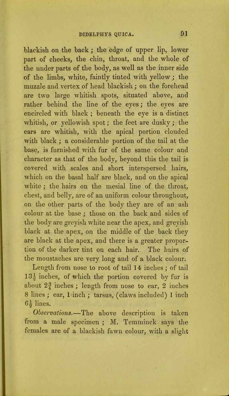 blackish on the back; the edge of upper lip, lower part of cheeks, the chin, throat, and the whole of the under parts of the body, as w'ell as the inner side of the limbs, white, faintly tinted with yellow; the muzzle and vertex of head blackish; on the forehead are two large whitish spots, situated above, and rather behind the line of the eyes; the eyes are encircled with black ; beneath the eye is a distinct Avhitish, or yellowish spot; the feet are dusky; the ears are whitish, with the apical portion clouded with black ; a considerable portion of the tail at the base, is furnished wdth fur of the same colour and character as that of the body, beyond this the tail is covered with scales and short interspersed hairs, which on the basal half are black, and on the apical white ; the hairs on the mesial line of the throat, chest, and belly, are of an uniform colour throughout, on the other parts of the body they are of an ash colour at the base ; those on the back and sides of the bod}'^ are greyish white near the apex, and greyish black at the apex, on the middle of the back they are black at the apex, and there is a greater propor- tion of the darker tint on each hair. The hairs of the moustaches are very long and of a black colour. Length from nose to root of tail 14 inches; of tail 13| inches, of which the portion covered by fur is about 2| inches ; length from nose to ear, 2 inches 8 lines ; ear, 1 inch ; tarsus, (claws included) 1 inch 6^ lines. Observations.—The above description is taken from a male specimen ; M. Temminck says the females are of a blackish fawn colour, with a slight