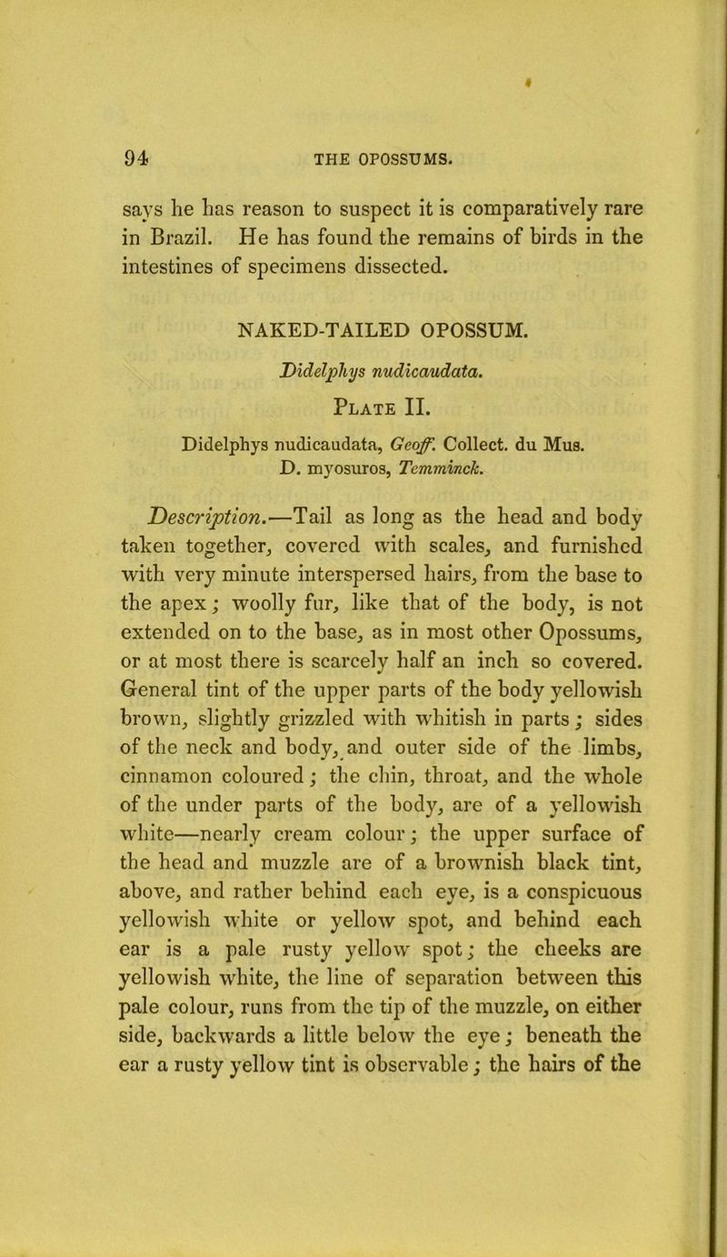 says he has reason to suspect it is comparatively rare in Brazil. He has found the remains of birds in the intestines of specimens dissected. NAKED-TAILED OPOSSUM. Didelphys nudicaudata. Plate II. Didelphys nudicaudata, Geqf. Collect, du Mus. D. myosuros, Temminck. 'Description.—Tail as long as the head and body taken together, covered with scales, and furnished with very minute interspersed hairs, from the base to the apex; woolly fur, like that of the body, is not extended on to the base, as in most other Opossums, or at most there is scarcely half an inch so covered. General tint of the upper parts of the body yellowish brown, slightly grizzled with whitish in parts; sides of the neck and body, and outer side of the limbs, cinnamon coloured; the chin, throat, and the whole of the under parts of the body, are of a yellowish white—nearly cream colour; the upper surface of the head and muzzle are of a brownish black tint, above, and rather behind each eye, is a conspicuous yellowish w;hite or yellow spot, and behind each ear is a pale rusty yellow' spot; the cheeks are yellowish white, the line of separation between this pale colour, runs from the tip of the muzzle, on either side, backwards a little below the eye; beneath the ear a rusty yellow tint is observable; the hairs of the