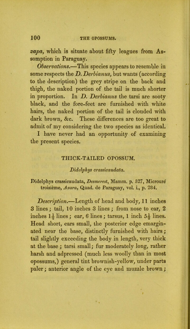 zapay which is situate about fifty leagues from As- somption in Paraguay. Observations.—This species appears to resemble in some respects the D. Derhianus, but wants (according to the description) the grey stripe on the back and thigh, the naked portion of the tail is much shorter in proportion. In Z). Derbianus the tarsi are sooty black, and the fore-feet are furnished with white hairs, the naked portion of the tail is clouded with dark brown, &c. These differences are too great to admit of my considering the two species as identical. I have never had an opportunity of examining the present species. THICK-TAILED OPOSSUM. DldelpJiys crassicaudata. Didelphys crassicaudata, Desmeresty Mamm. p. 527, Microure troisieme, J^ara, Quad, de Paraguay, vol. i., p. 284. Description.—Length of head and body, 11 inches 3 lines; tail, 10 inches 3 lines; from nose to ear, 2 inches 1^ lines; ear, 6 lines; tarsus, 1 inch 5^ lines. Head short, ears small, the posterior edge emargin- ated near the base, distinctly furnished with hairs; tail slightly exceeding the body in length, very thick at the base ; tarsi small; fur moderately long, rather harsh and adpressed (much less woolly than in most opossums,) general tint brownish-yellow, under parts paler; anterior angle of the eye and muzzle brown;