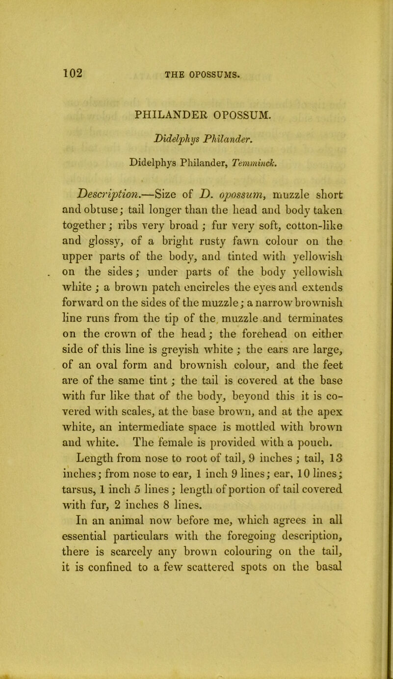 PHILANDER OPOSSUM. Didelphys Philander. Didelphys Philander, Temminck. Desa'iption.—Size of D. opossum^ muzzle short and obtuse; tail longer than the head and body taken together; ribs very broad ; fur very soft, cotton-like and glossy, of a bright rusty fawn colour on the upper parts of the body, and tinted with yellowish on the sides; under parts of the body yellowish white ; a brown patch encircles the eyes and extends forward on the sides of the muzzle; a narrow brownish line runs from the tip of the, muzzle and terminates on the crown of the head; the forehead on either side of this line is greyish white ; the ears are large, of an oval form and brownish colour, and the feet are of the same tint; the tail is covered at the base with fur like that of the body, beyond this it is co- vered with scales, at the base brown, and at the apex white, an intermediate space is mottled with brown and white. The female is provided with a pouch. Length from nose to root of tail, 9 inches ; tail, 13 inches; from nose to ear, 1 inch 9 lines; ear, 10 lines; tarsus, 1 inch 5 lines; length of portion of tail covered with fur, 2 inches 8 lines. In an animal now before me, which agrees in all essential particulars with the foregoing description, there is scarcely any brown colouring on the tail, it is confined to a few scattered spots on the basal