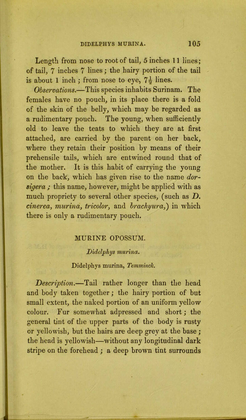 Length from nose to root of tail, 5 inches 11 lines; of tail, 7 inches 7 lines; the hairy portion of the tail is about 1 inch ; from nose to eye, 7^ lines. Observations.—This species inhabits Surinam. The females have no pouch, in its place there is a fold of the skin of the belly, which may be regarded as a rudimentary pouch. The young, when sufficiently old to leave the teats to which they are at first attached, are carried by the parent on her back, where they retain their position by means of their prehensile tails, which are entwined round that of the mother. It is this habit of carrying the young on the back, which has given rise to the name dor- sigera ; this name, however, might be applied with as much propriety to several other species, (such as Z). cinerea, murina, tricolor^ and hrachgura,') in which there is only a rudimentary pouch. MURINE OPOSSUM. Didelphys murina. Didelphys murina, Temminch. Description.—Tail rather longer than the head and body taken together; the hairy portion of but small extent, the naked portion of an uniform yellow colour. Fur somewhat adpressed and short; the general tint of the upper parts of the body is rusty or yellowish, but the hairs are deep grey at the base; the head is yellowish—without any longitudinal dark stripe on the forehead ; a deep brown tint surrounds