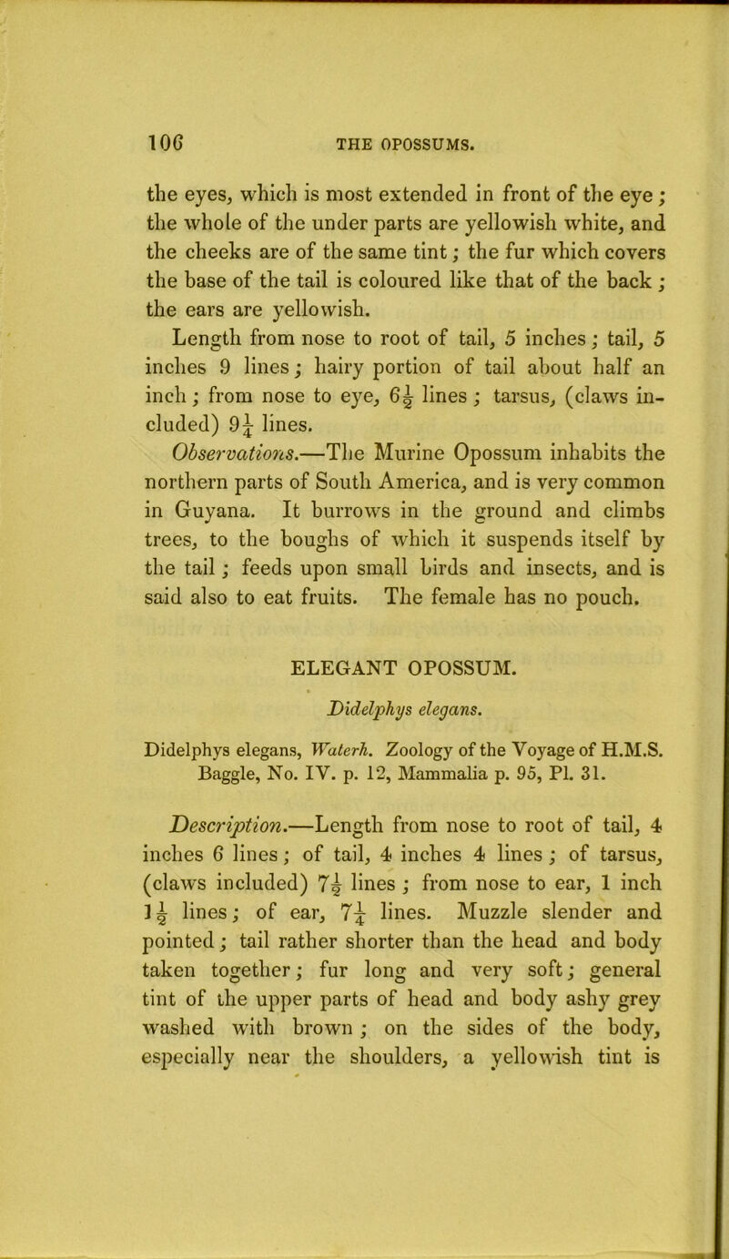the eyes, which is most extended in front of the eye; the whole of the under parts are yellowish white, and the cheeks are of the same tint; the fur which covers the base of the tail is coloured like that of the back ; the ears are yellowish. Length from nose to root of tail, 5 inches; tail, 5 inches 9 lines; hairy portion of tail about half an inch; from nose to eye, 6^ lines; tarsus, (claws in- cluded) lines. Observations.—The Murine Opossum inhabits the northern parts of South America, and is very common in Guyana, It burrows in the ground and climbs trees, to the boughs of which it suspends itself by the tail; feeds upon small birds and insects, and is said also to eat fruits. The female has no pouch. ELEGANT OPOSSUM. Didelphys elegans. Didelphys elegans, Waterh. Zoology of the Voyage of H.M.S. Baggie, No. IV. p. 12, Mammalia p. 95, PI. 31. Description.—Length from nose to root of tail, 4> inches 6 lines; of tail, 4 inches 4 lines; of tarsus, (claws included) 7^ lines ; from nose to ear, 1 inch lines; of ear, 7;^ lines. Muzzle slender and pointed; tail rather shorter than the head and body taken together; fur long and very soft; general tint of the upper parts of head and body ashy grey washed with brown ; on the sides of the body, especially near the shoulders, a yellowish tint is