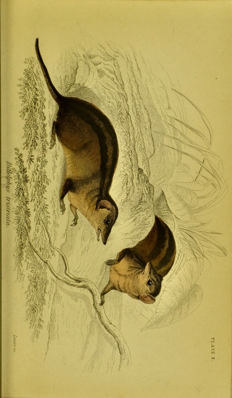 PLATE 3.