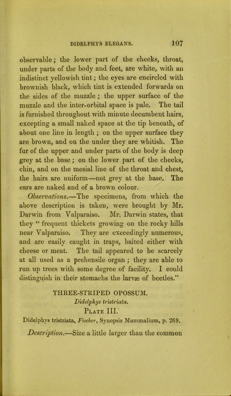 observable; the lower part of the cheeks, throat, under parts of the body and feet, are white, with an indistinct yellowish tint; the eyes are encircled with brownish black, which tint is extended forwards on the sides of the muzzle ; the upper surface of the muzzle and the inter-orbital space is pale. The tail is furnished throughout with minute decumbent hairs, excepting a small naked space at the tip beneath, of about one line in length; on the upper surface they are brown, and on the under they are whitish. The fur of the upper and under parts of the body is deep grey at the base; on the lower part of the cheeks, chin, and on the mesial line of the throat and chest, the hairs are uniform—not grey at the base. The ears are naked and of a brown colour. Observations,—The specimens, from which the above description is taken, were brought by Mr. Darwin from Valparaiso. Mr. Darwin states, that they frequent thickets growing on the rocky hills near Valparaiso. They are exceedingly numerous, and are easily caught in traps, baited either with cheese or meat. The tail appeared to be scarcely at all used as a prehensile organ ; they are able to run up trees with some degree of facility. I could distinguish in their stomachs the larvae of beetles.” THREE-STRIPED OPOSSUM. Didelphys tristriata. Plate III.' Didelpbys tristriata, FischerSynopsis Mammalium, p, 269. Description.—Size a little larger than the common
