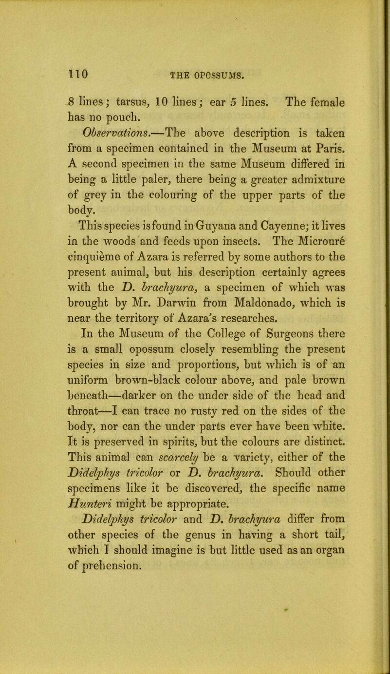 8 lines; tarsus, 10 lines; ear 5 lines. The female has no pouch. Observations.—The above description is taken from a specimen contained in the Museum at Paris. A second specimen in the same Museum differed in being a little paler, there being a greater admixture of grey in the colouring of the upper parts of the body. This species is found in Guyana and Cayenne; it lives in the w^oods and feeds upon insects. The Microure cinquieme of Azara is referred by some authors to the present animal, but his description certainly agrees with the D. hrachyura, a specimen of which was brought by Mr. Darwin from Maldonado, which is near the territory of Azara’s researches. In the Museum of the College of Surgeons there is a small opossum closely resembling the present species in size and proportions, but which is of an uniform brown-black colour above, and pale brown beneath—darker on the under side of the head and throat—I can trace no rusty red on the sides of the body, nor can the under parts ever have been white. It is preserved in spirits, but the colours are distinct. This animal can scarcely be a variety, either of the Didelphys tricolor or Z). hrachyura. Should other specimens like it be discovered, the specific name Hunteri might be appropriate. Didelphys tricolor and D, hrachyura differ from other species of the genus in having a short tail, which I should imagine is but little used as an organ of prehension.