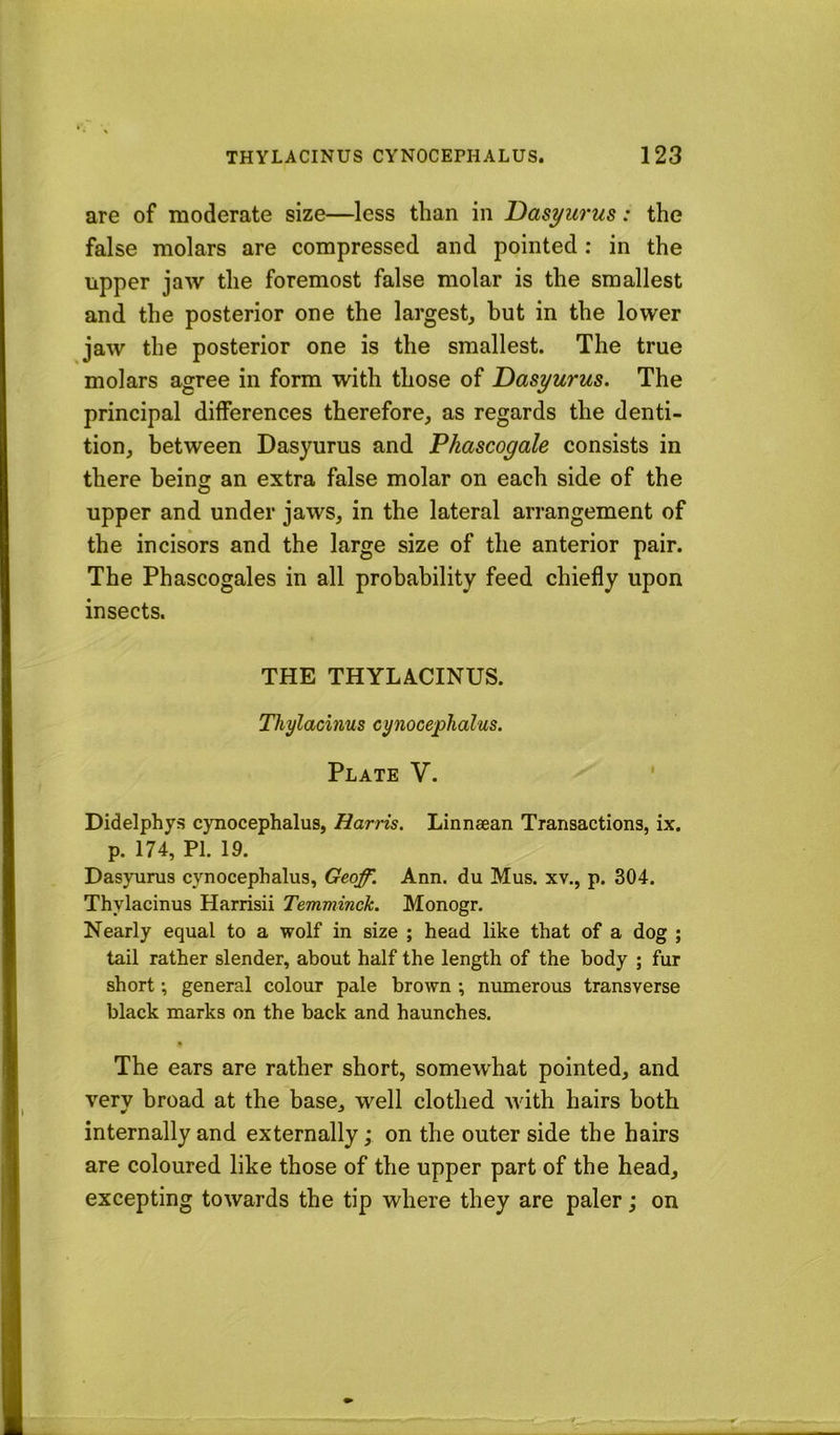 are of moderate size—less than in Dasyurus: the false molars are compressed and pointed : in the upper jaw the foremost false molar is the smallest and the posterior one the largest, hut in the lower jaw the posterior one is the smallest. The true molars agree in form with those of Dasyurus. The principal differences therefore, as regards the denti- tion, between Dasyurus and Phascogale consists in there being an extra false molar on each side of the upper and under jaws, in the lateral arrangement of the incisors and the large size of the anterior pair. The Phascogales in all probability feed chiefly upon insects. THE THYLACINUS. Thylacinus cynocephalus. Plate V. ' Didelphys cynocephalus, Harris. Linneean Transactions, ix. p. 174, PI. 19. Dasyurus cynocephalus, Geqy^. Ann. du Mus. xv., p. 304. Thylacinus Harrisii Temminch. Monogr. Nearly equal to a wolf in size ; head like that of a dog ; tail rather slender, about half the length of the body ; fur short; general colour pale brown *, numerous transverse black marks on the back and haunches. The ears are rather short, somewhat pointed, and very broad at the base, well clothed with hairs both internally and externally; on the outer side the hairs are coloured like those of the upper part of the head, excepting towards the tip where they are paler; on